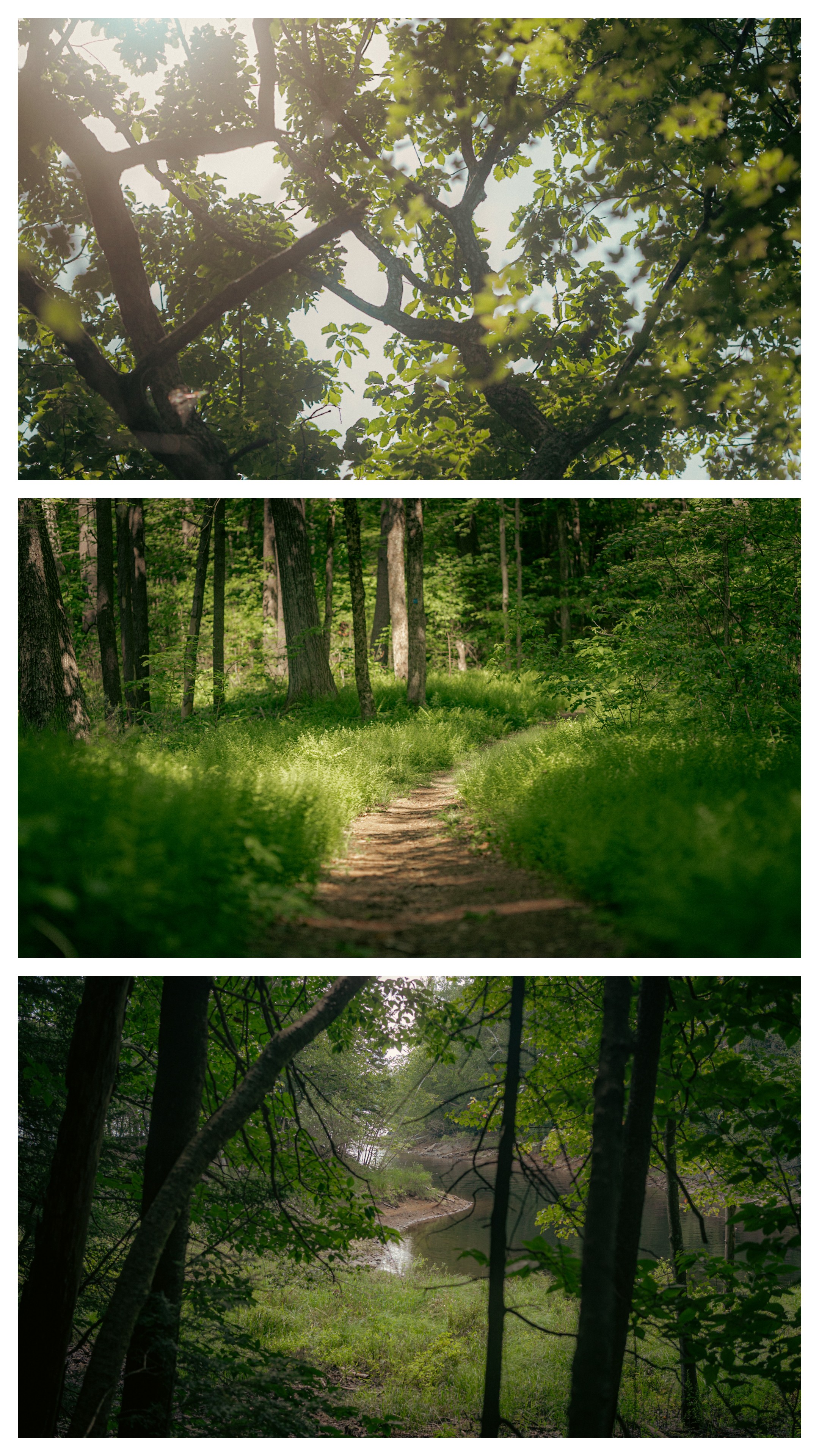 Into the woods