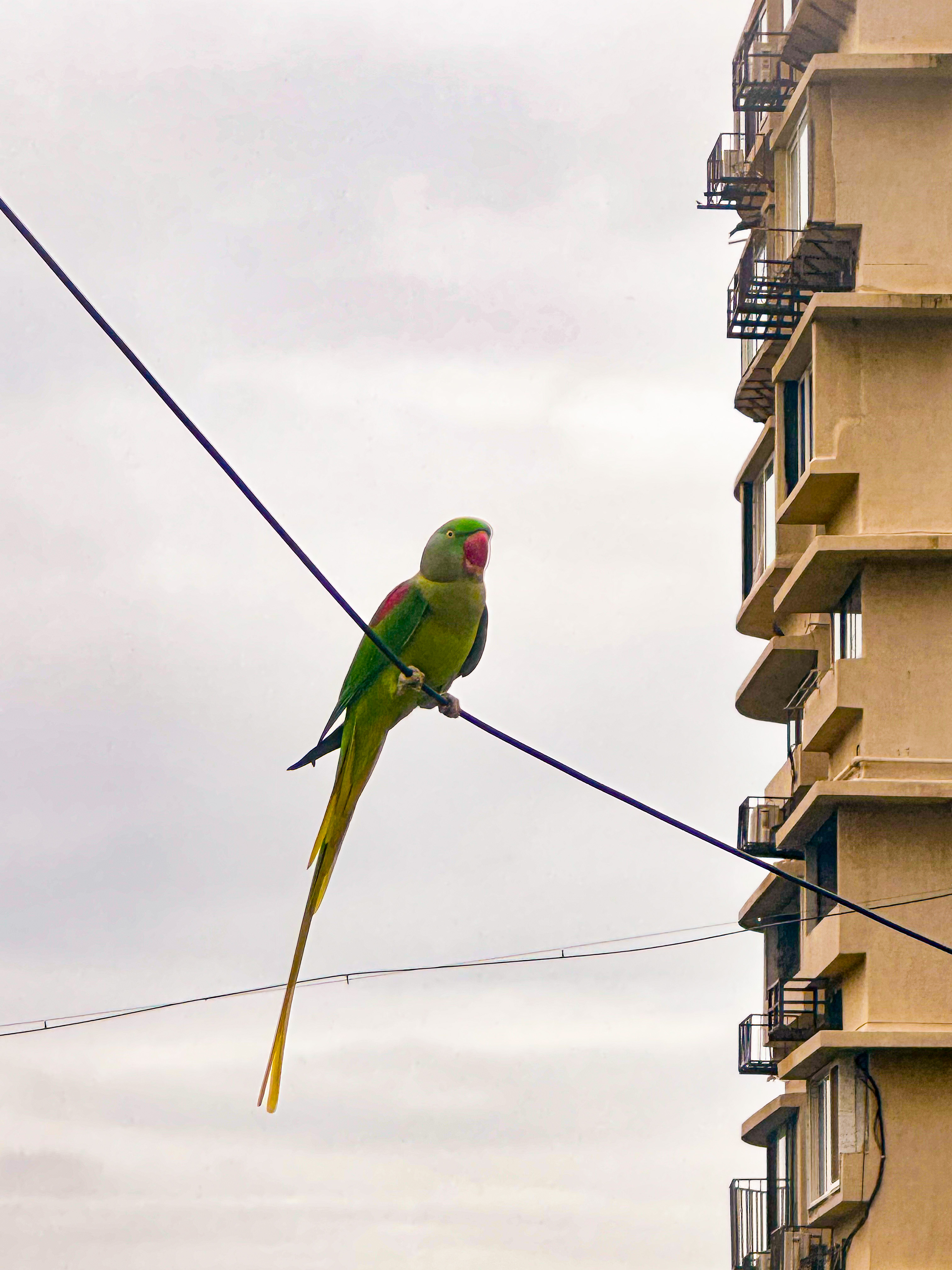 Parrot