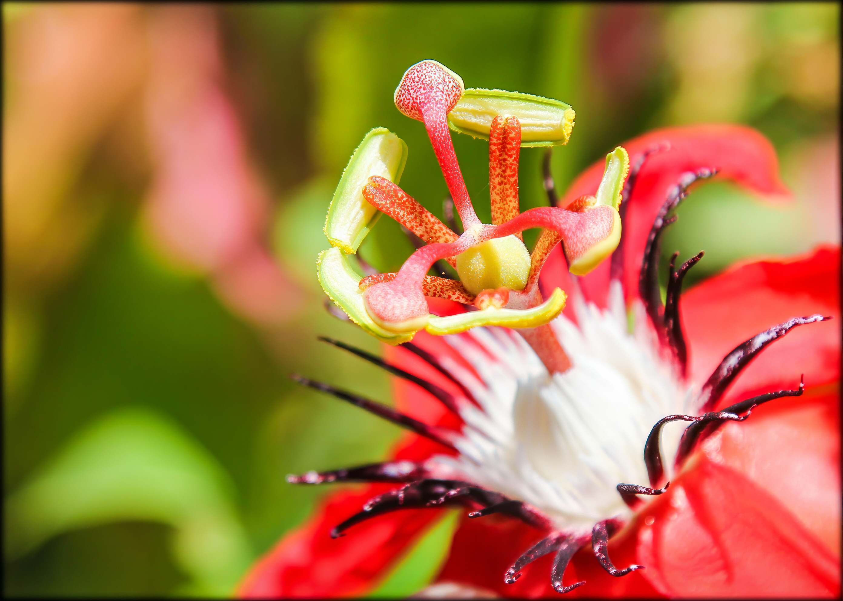 Macro