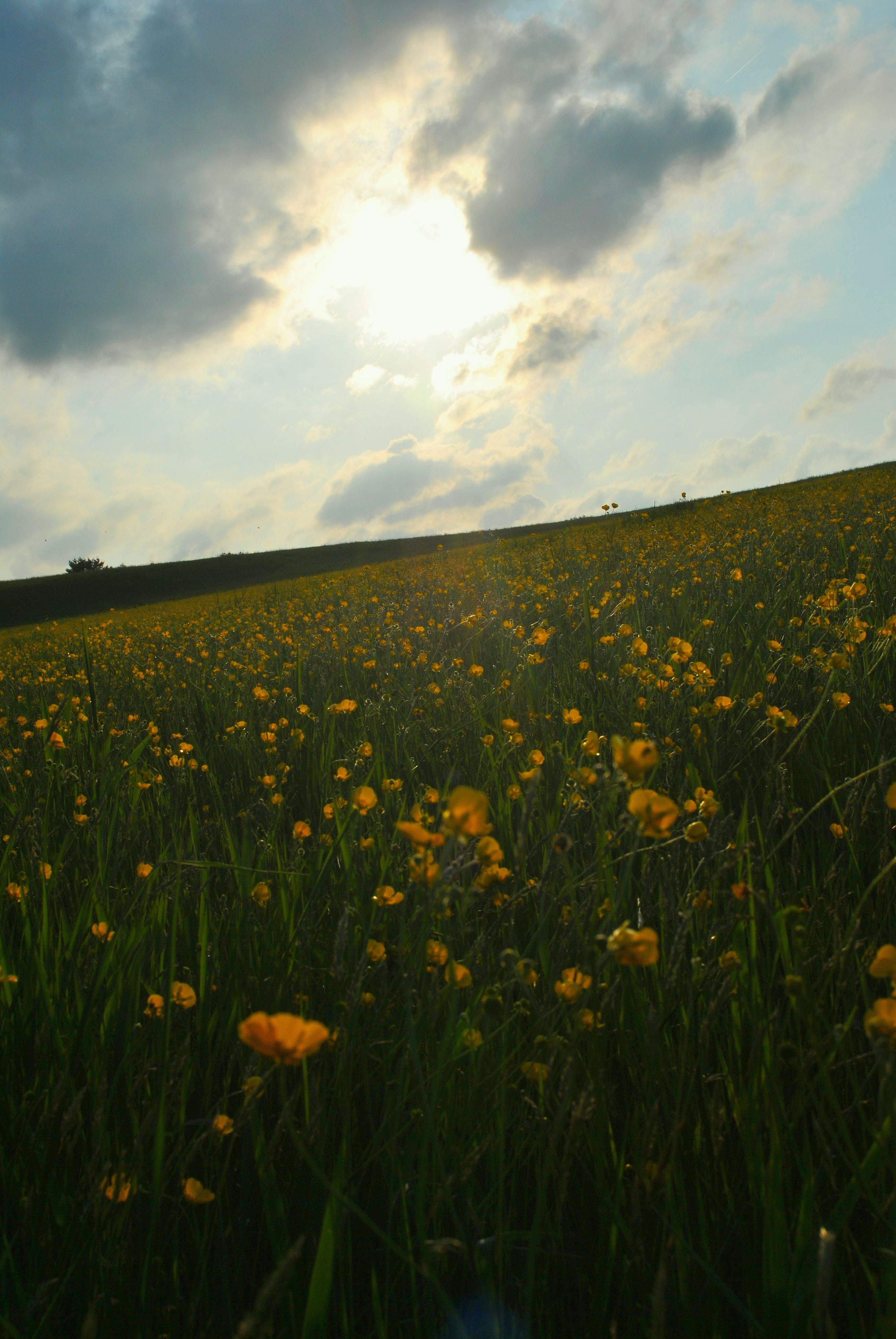 fields of summer