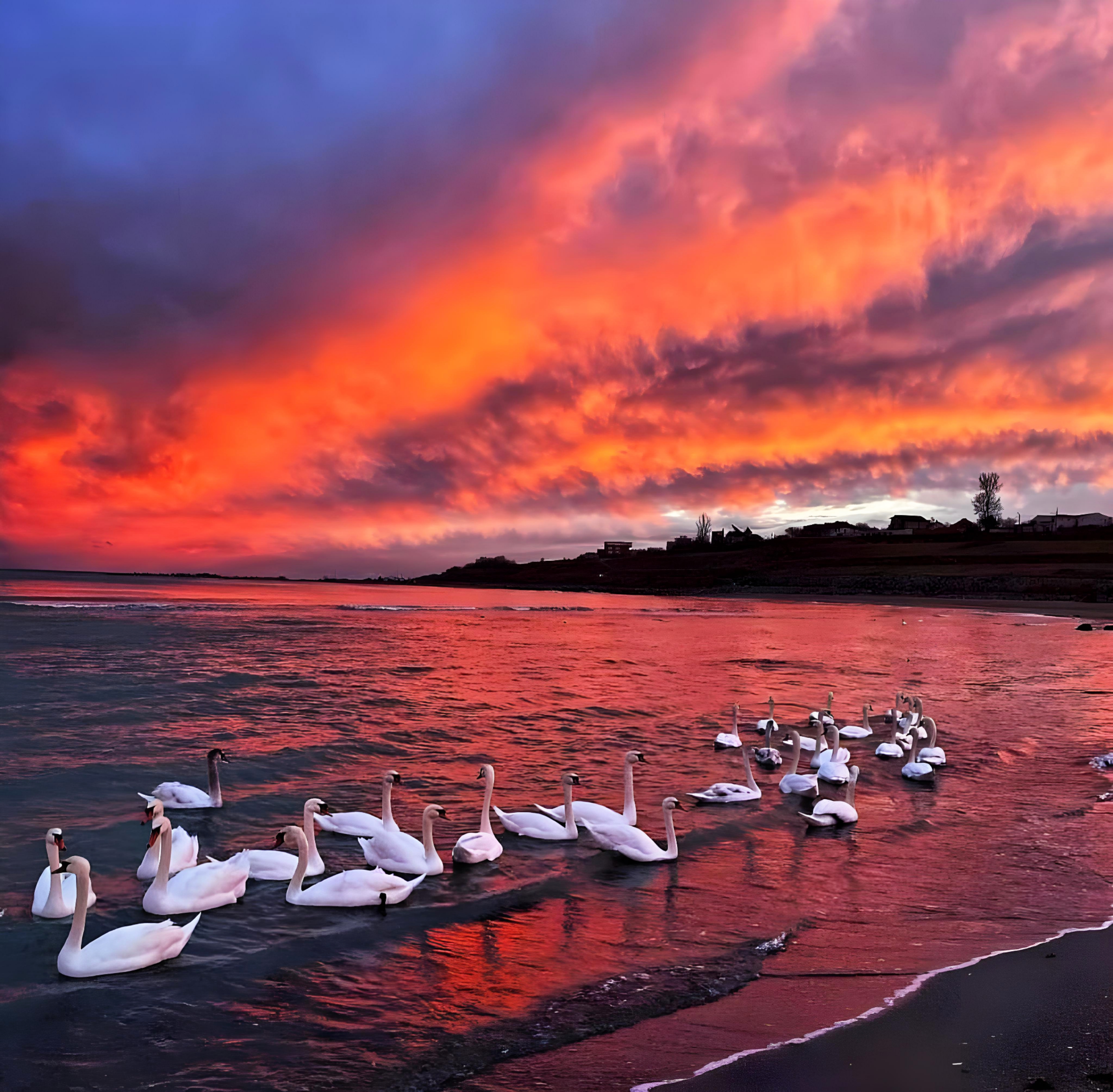 Swans #1