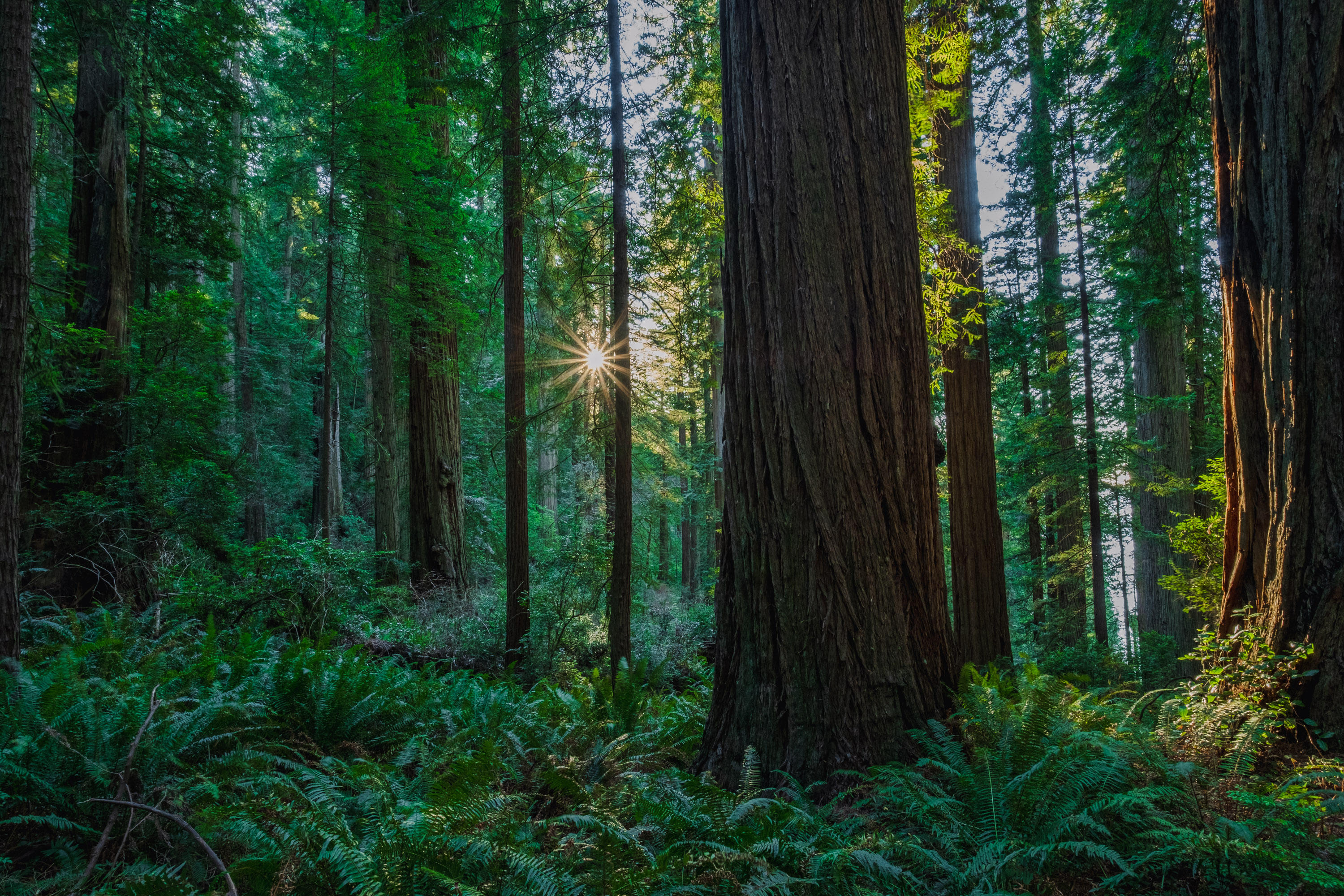 Tranquility in the Redwoods