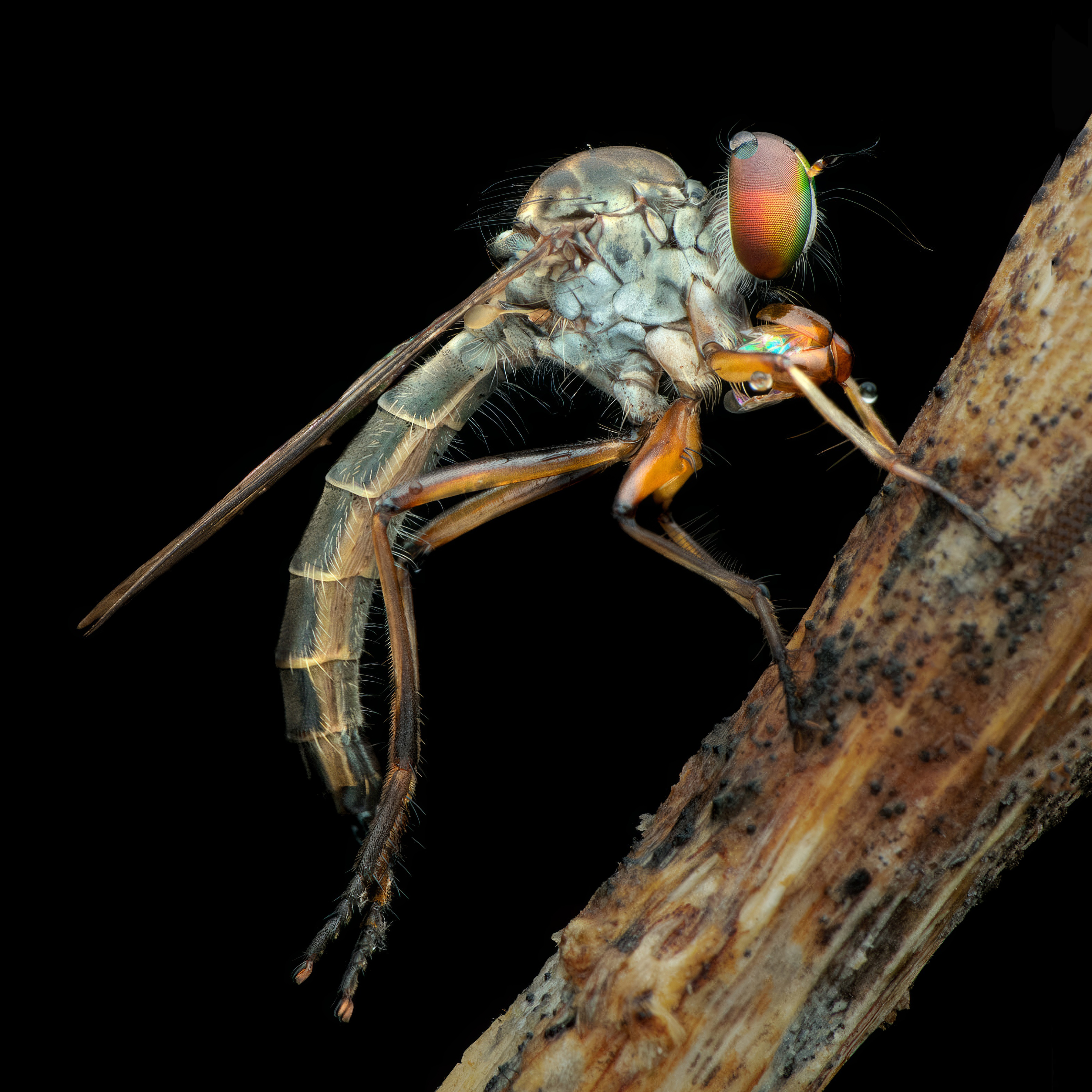 Robberfly