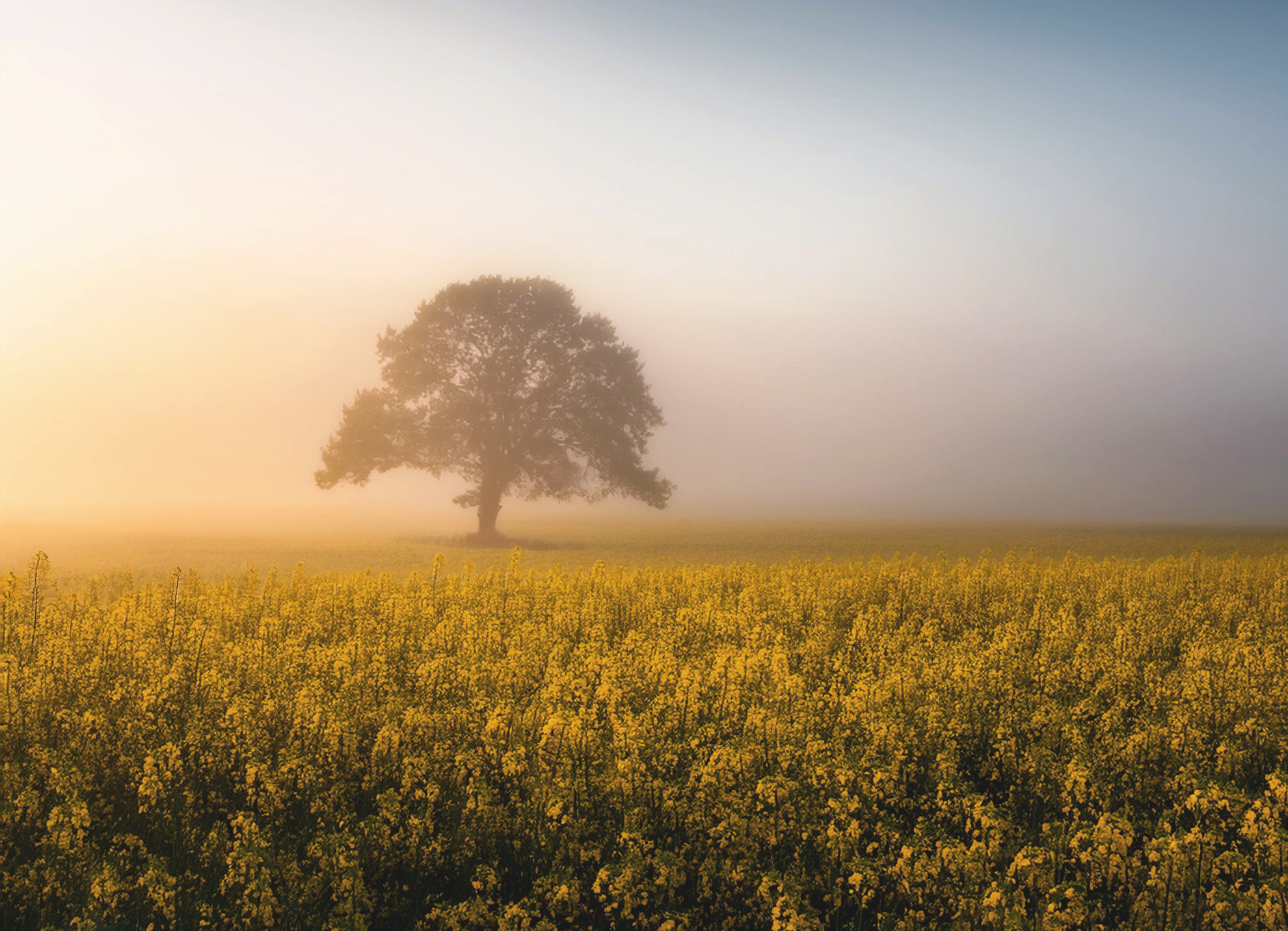 Rapeseed Farm