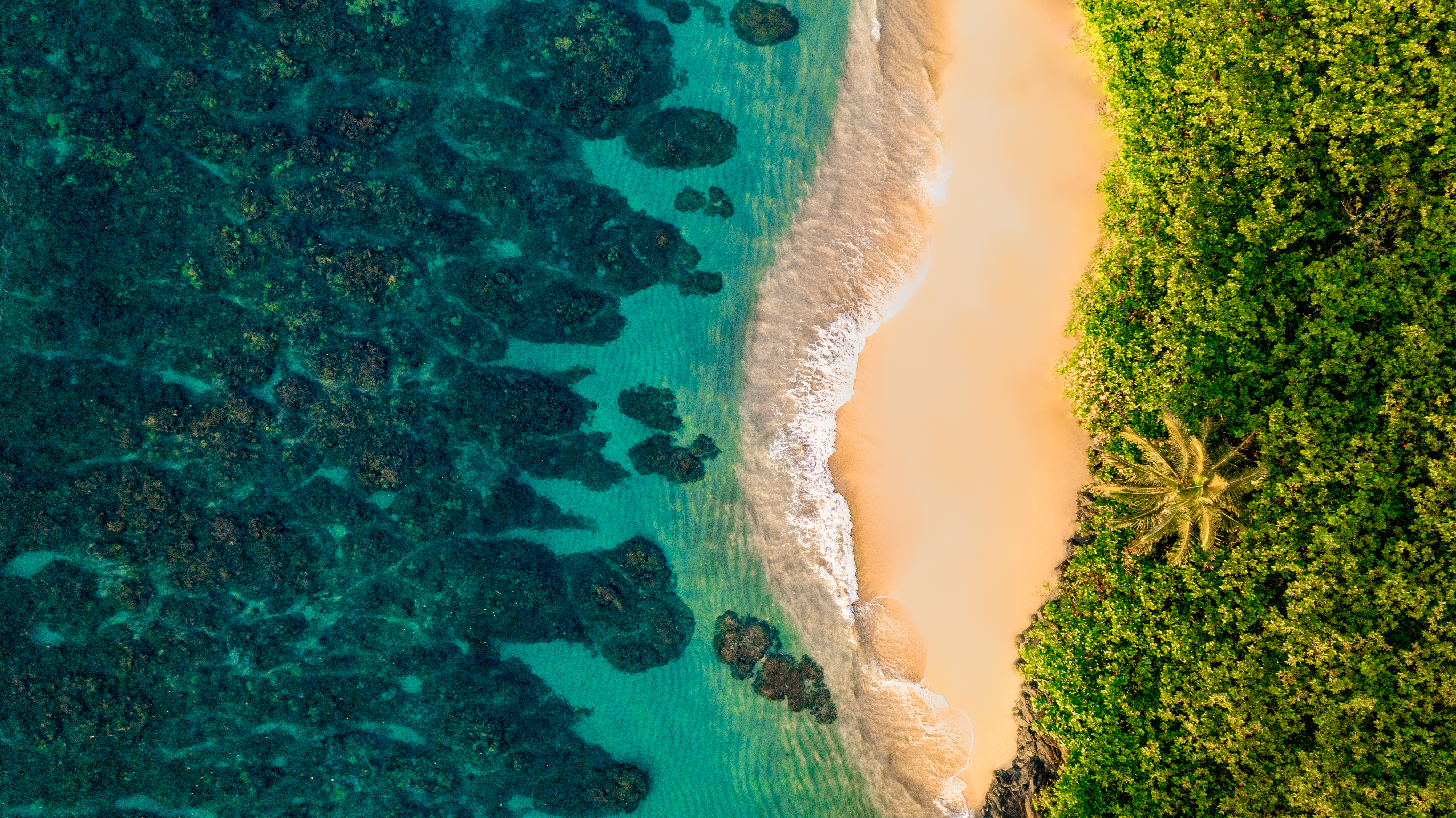 Coconut Tree