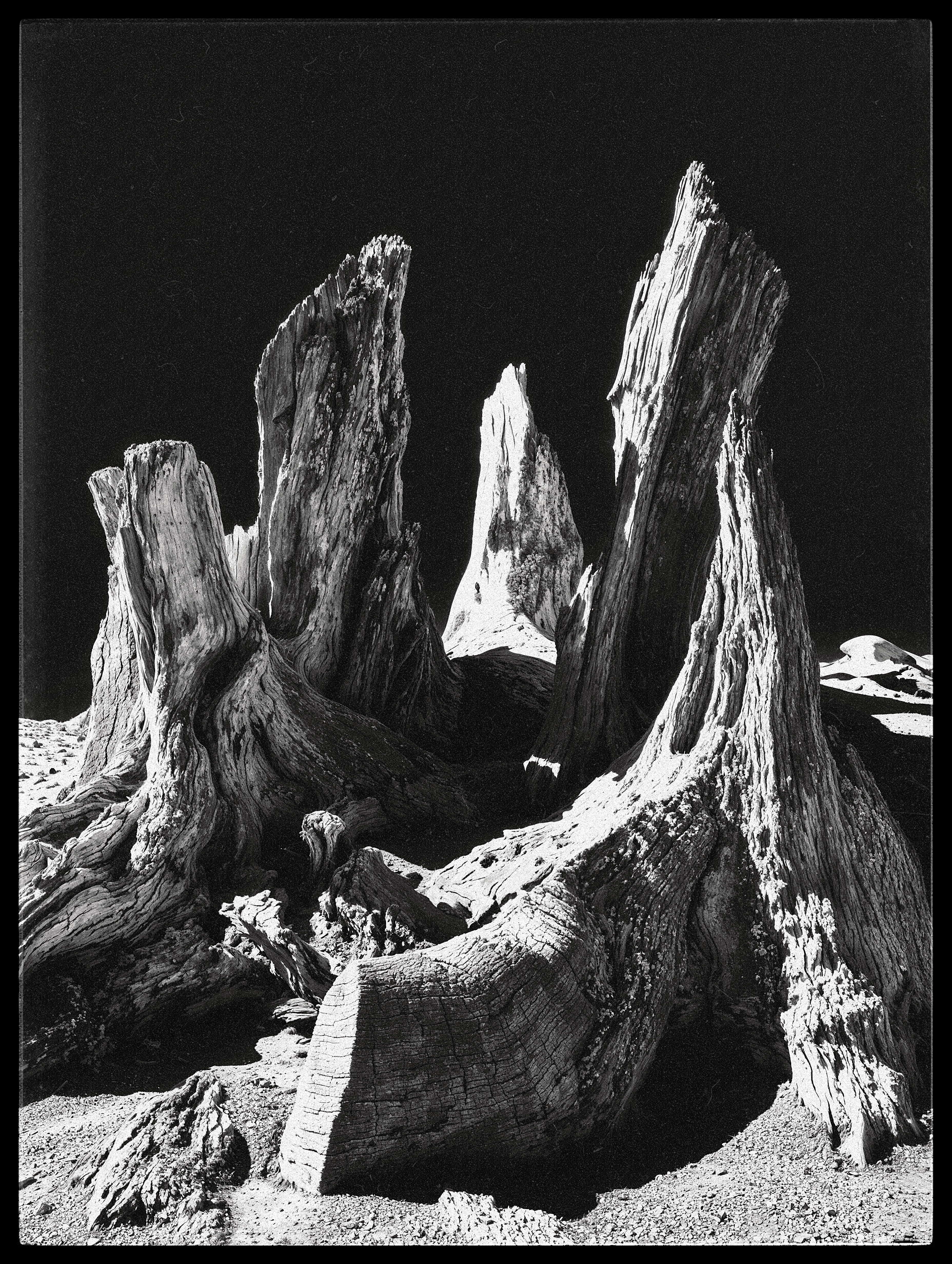 "roots and branches" #67