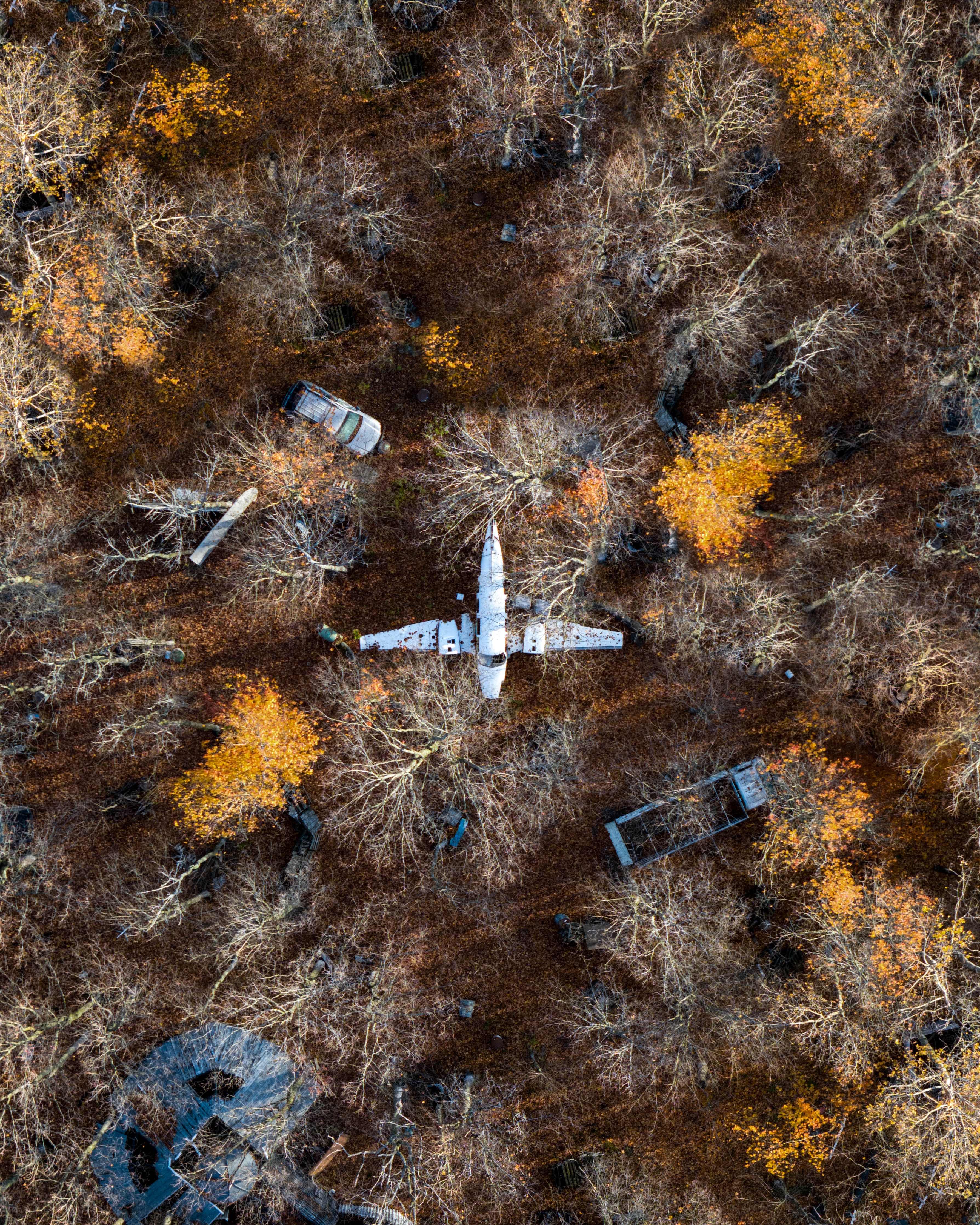 Fallen Bird