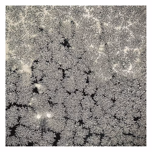 Whispers of Frost
