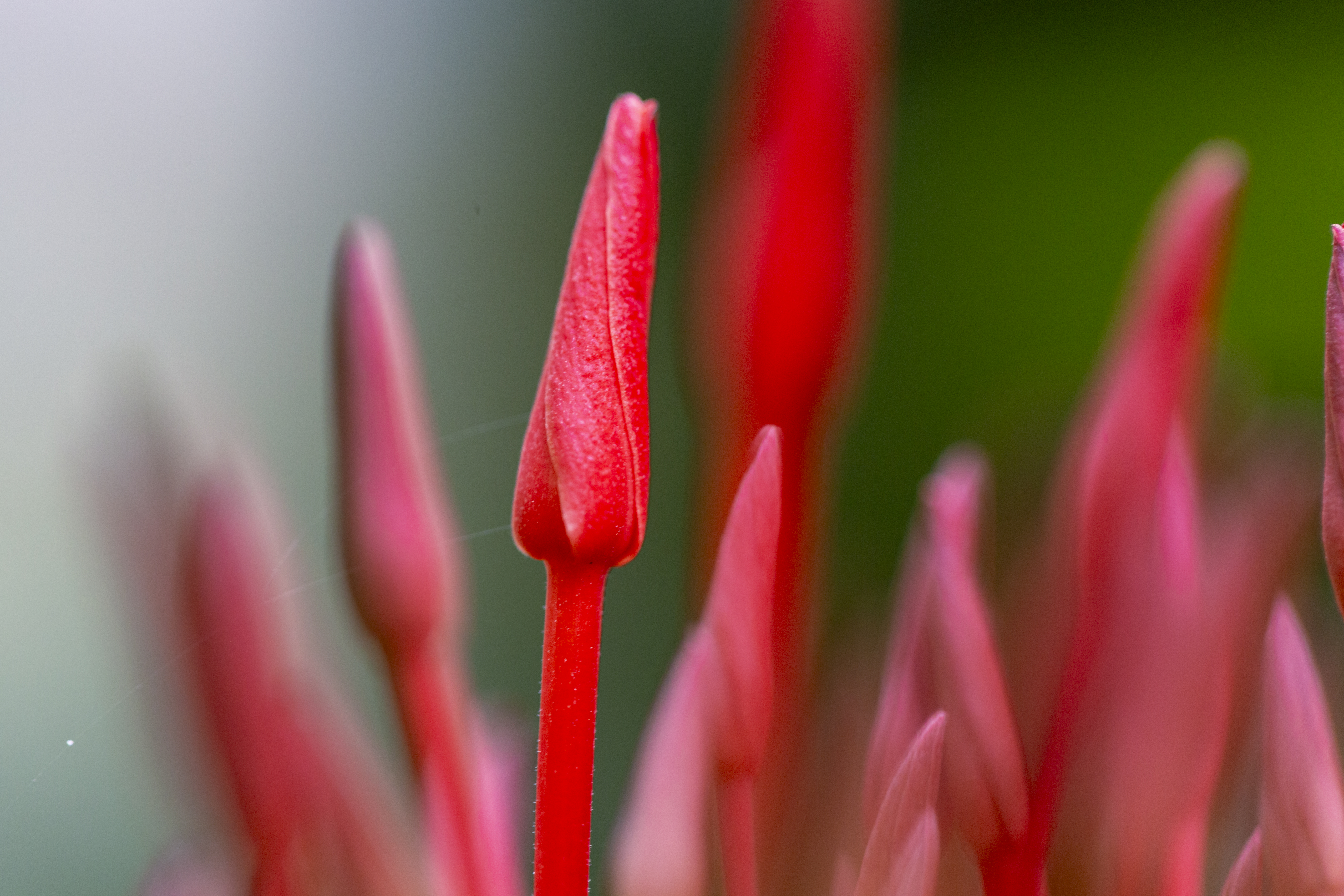Flora 13