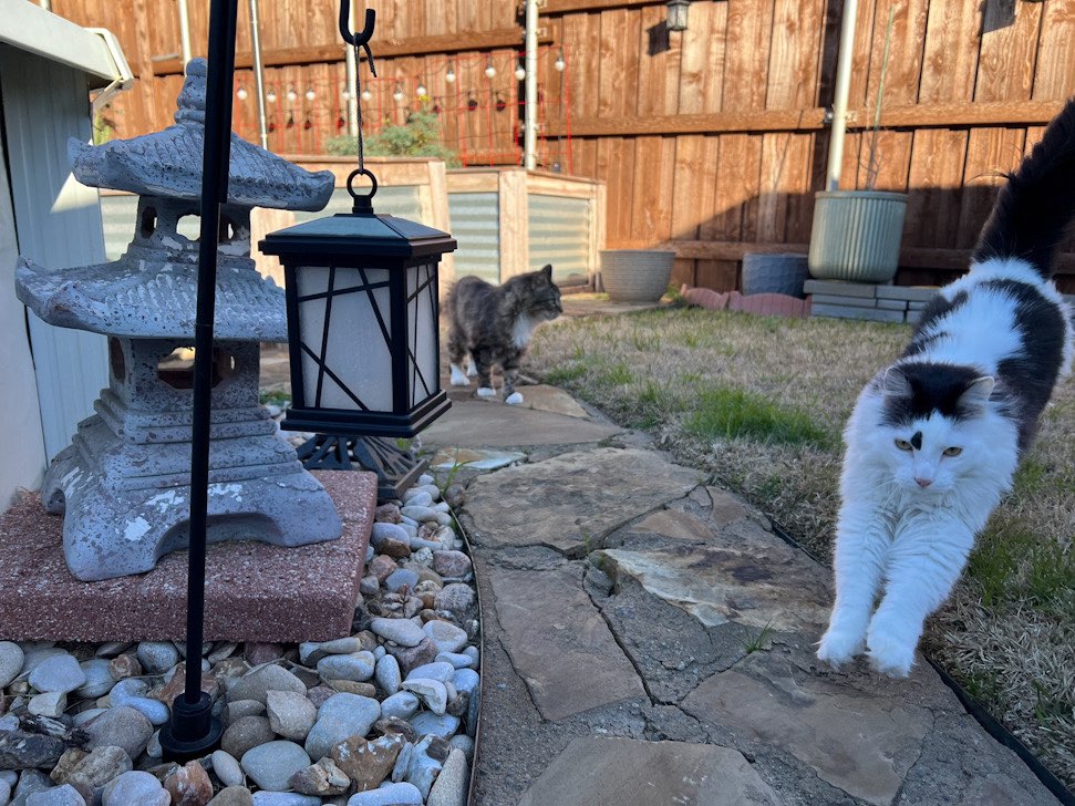 Backyard Frolic