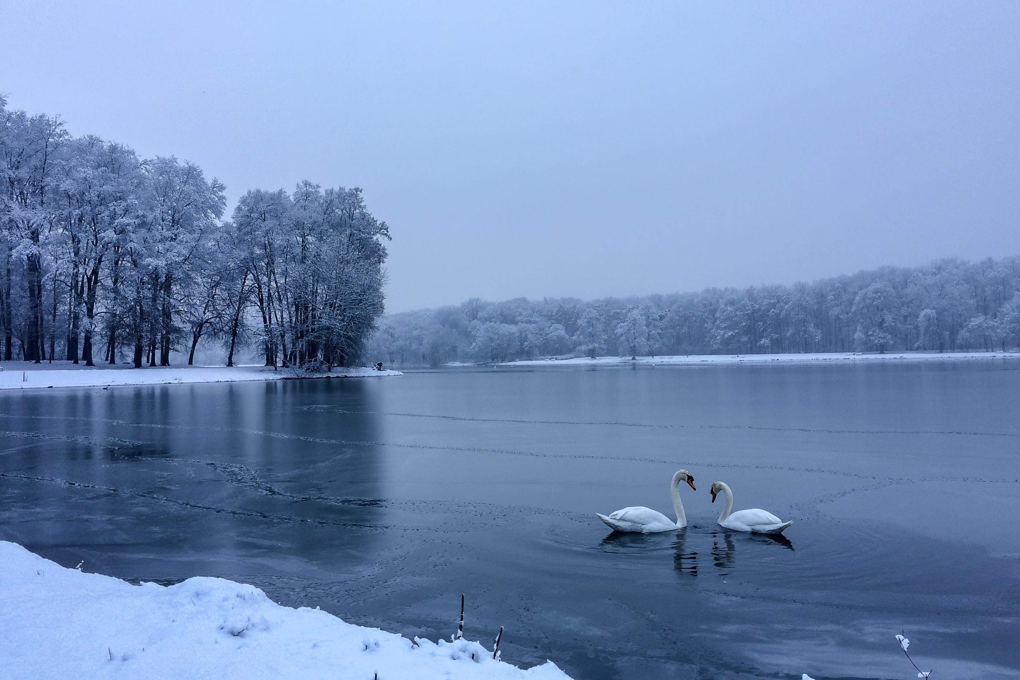 The Swan Dance