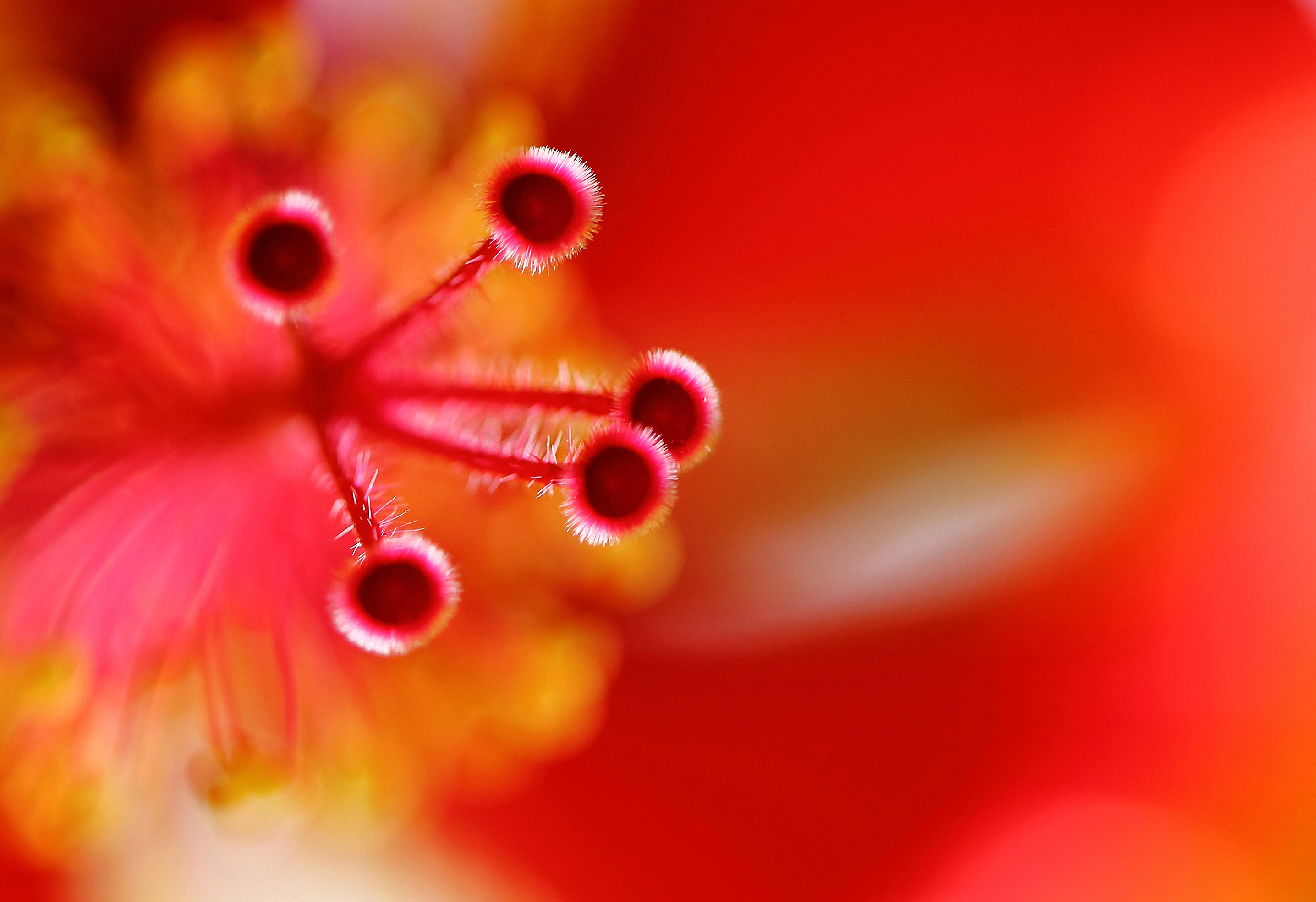 Flora 2