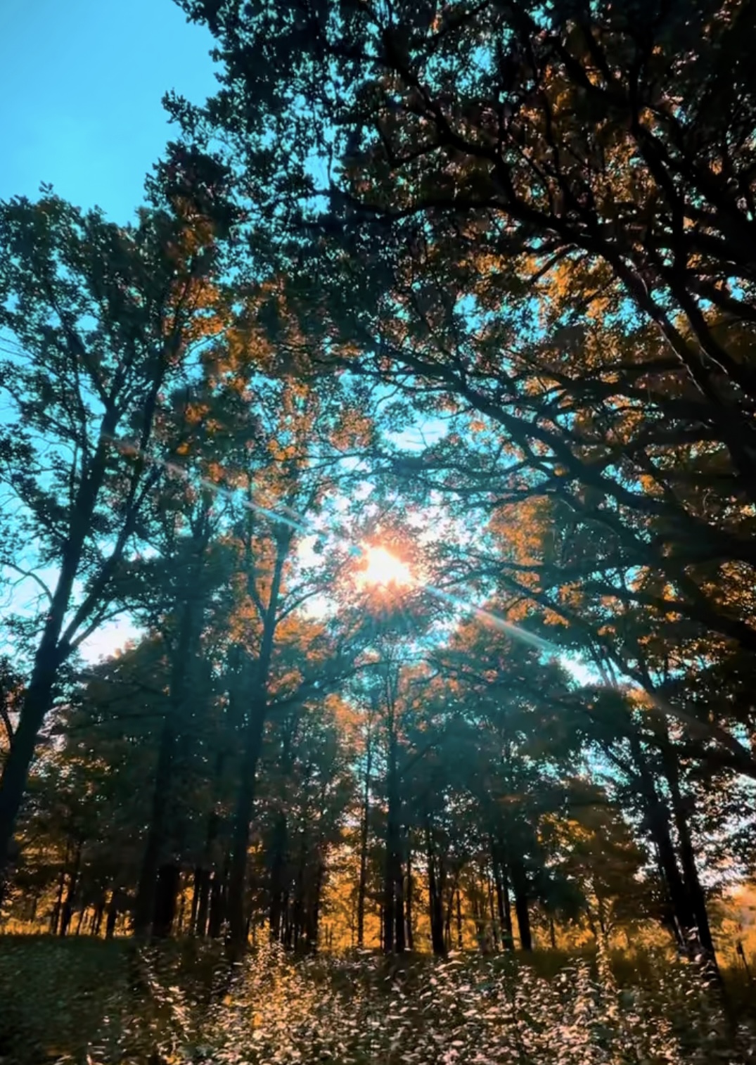 Amber Woods - The Beginning #7