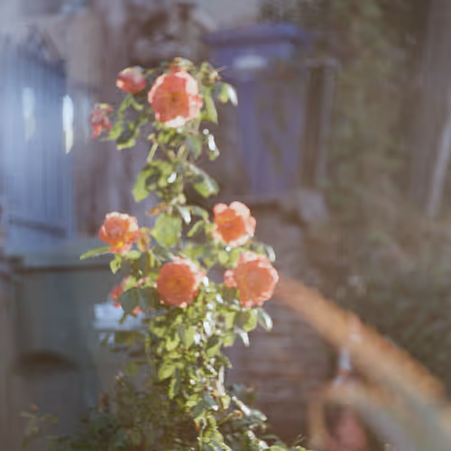 🌷🌷