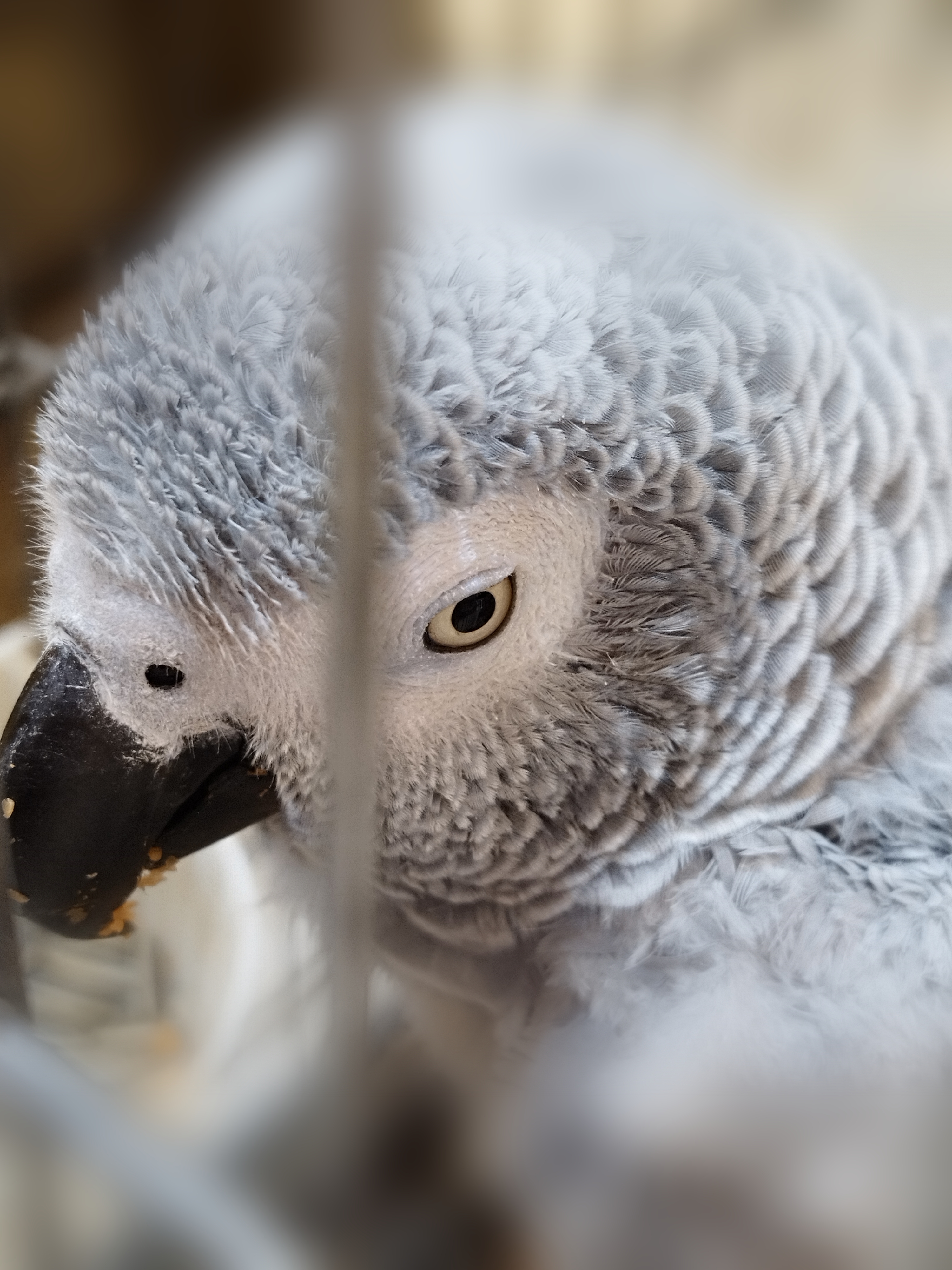 Behind the cage #13