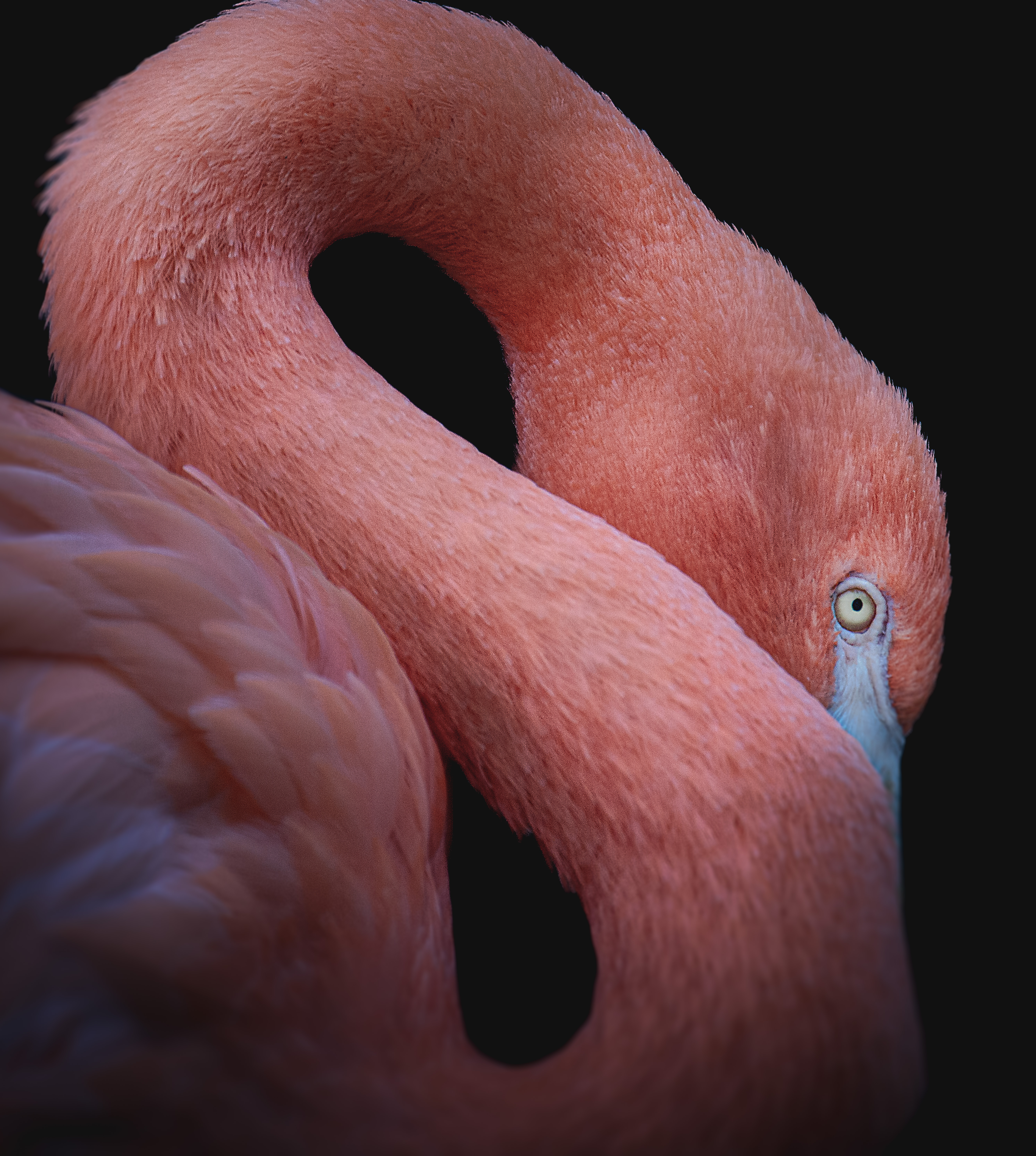 Flamingo's Elegance