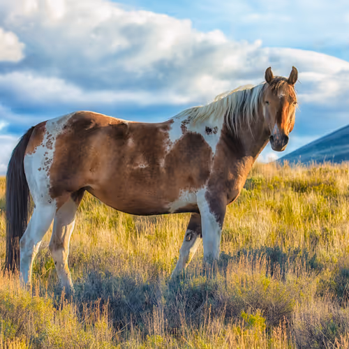 Out To Pasture #7