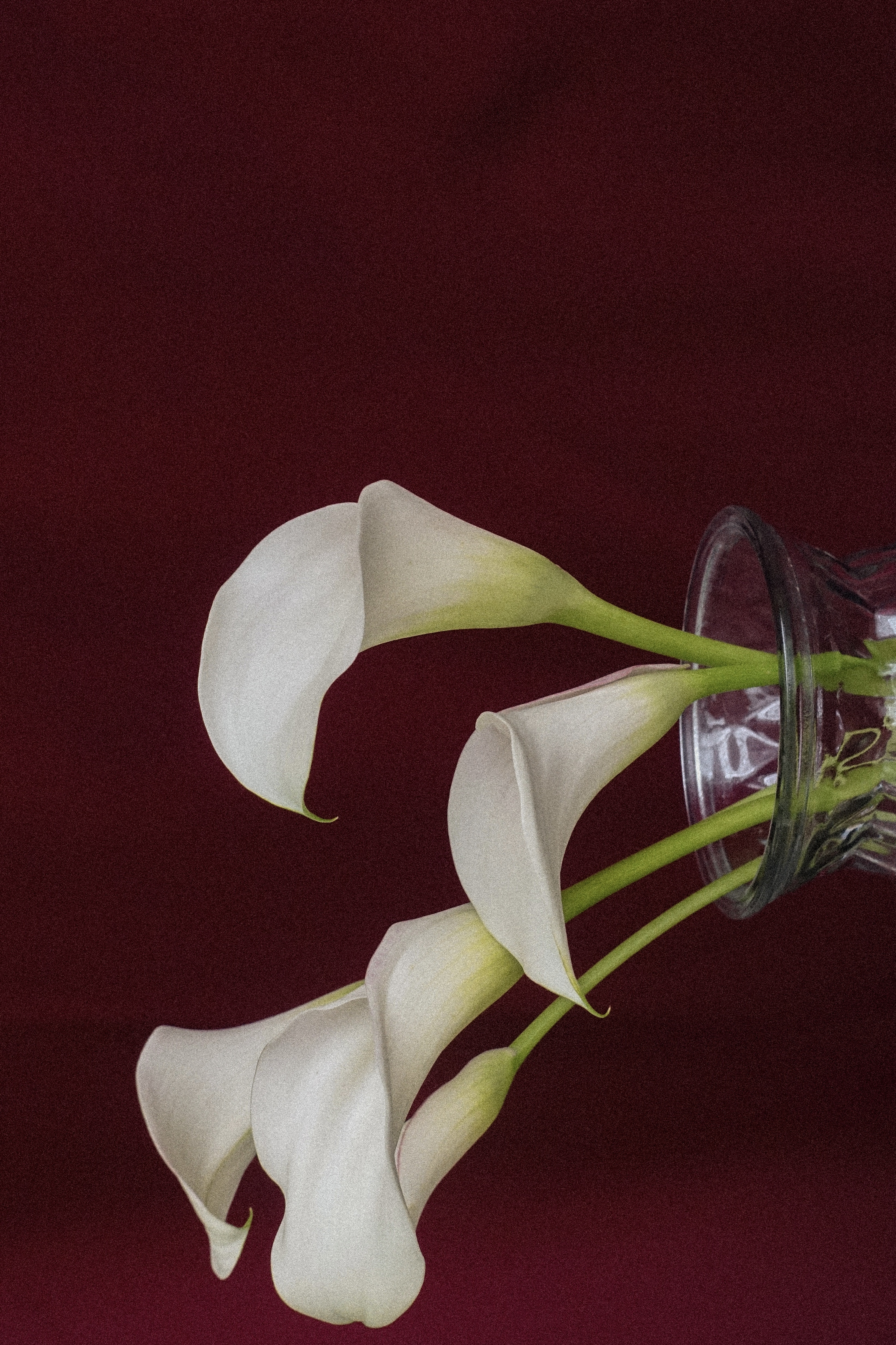 Mood: buy flowers. #38