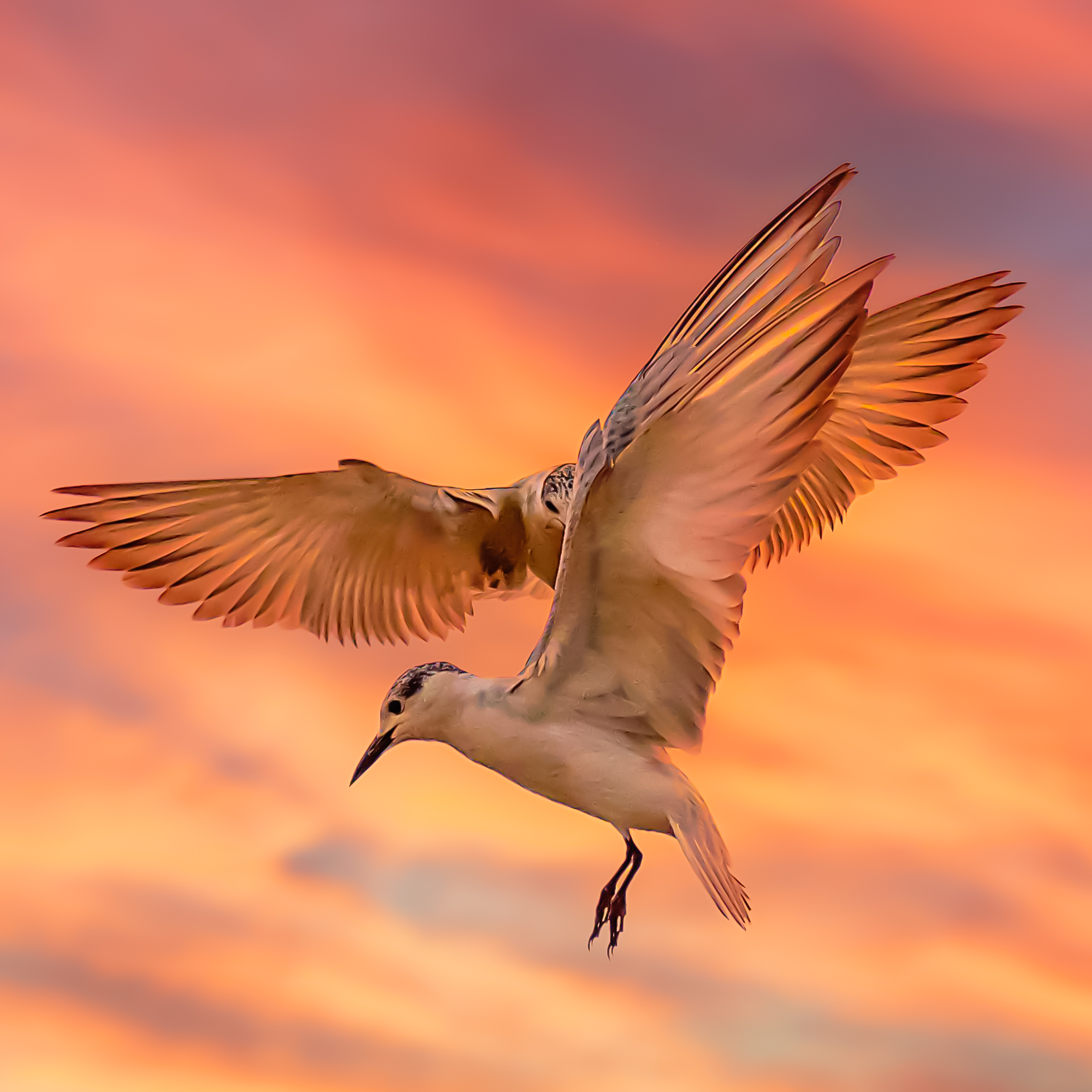 Dance of Wings