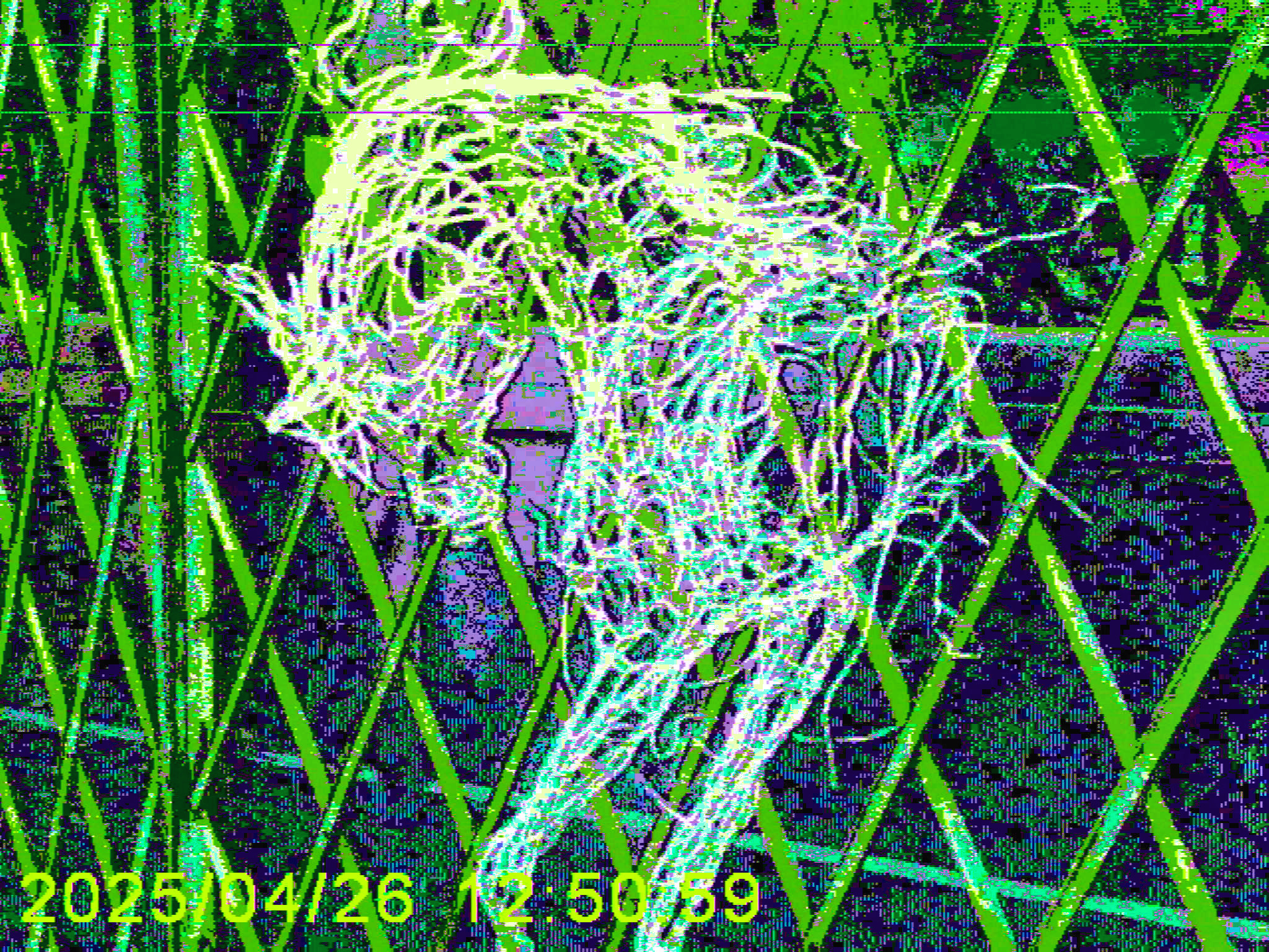 Wire Horse