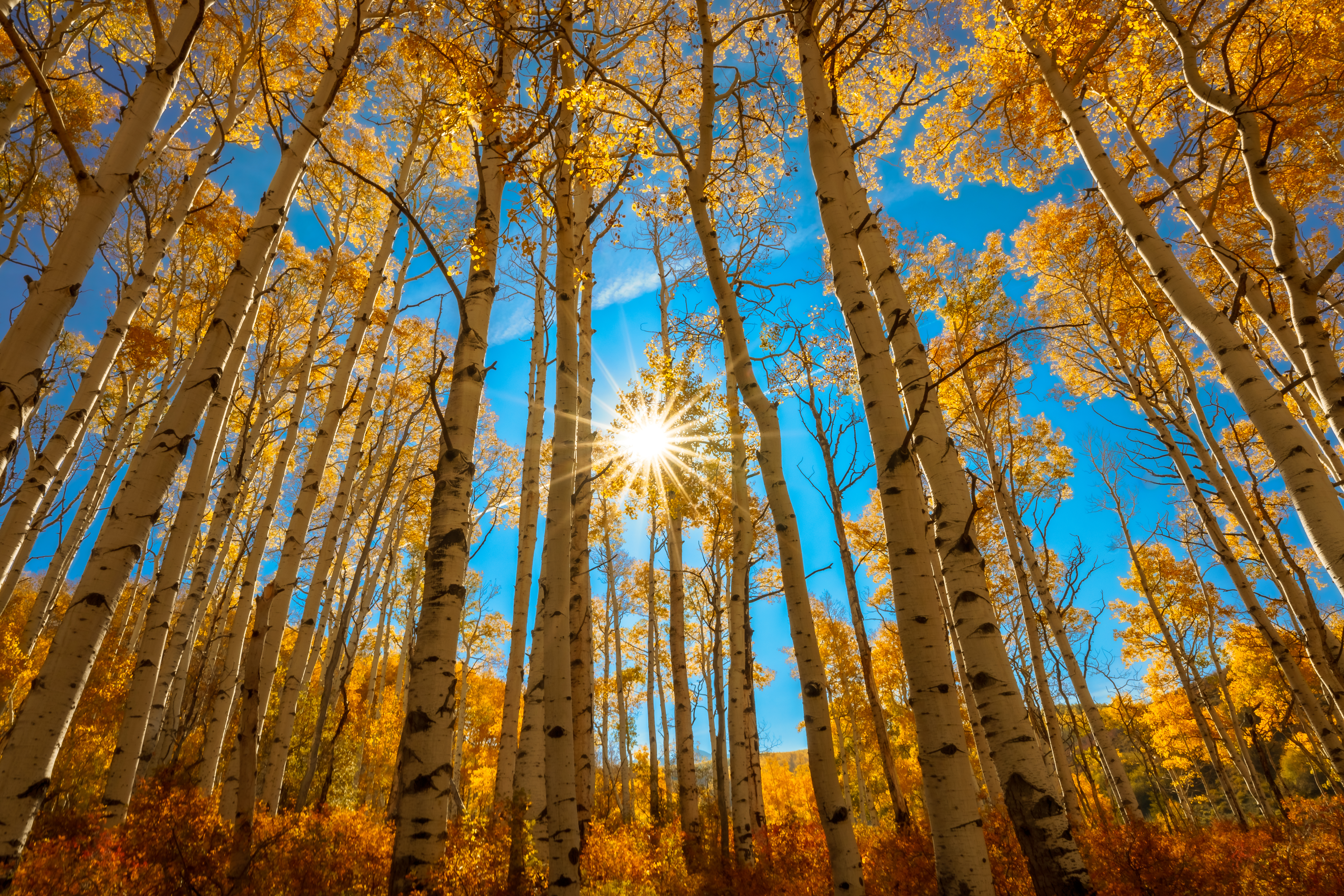 Blue and Yellow #30
