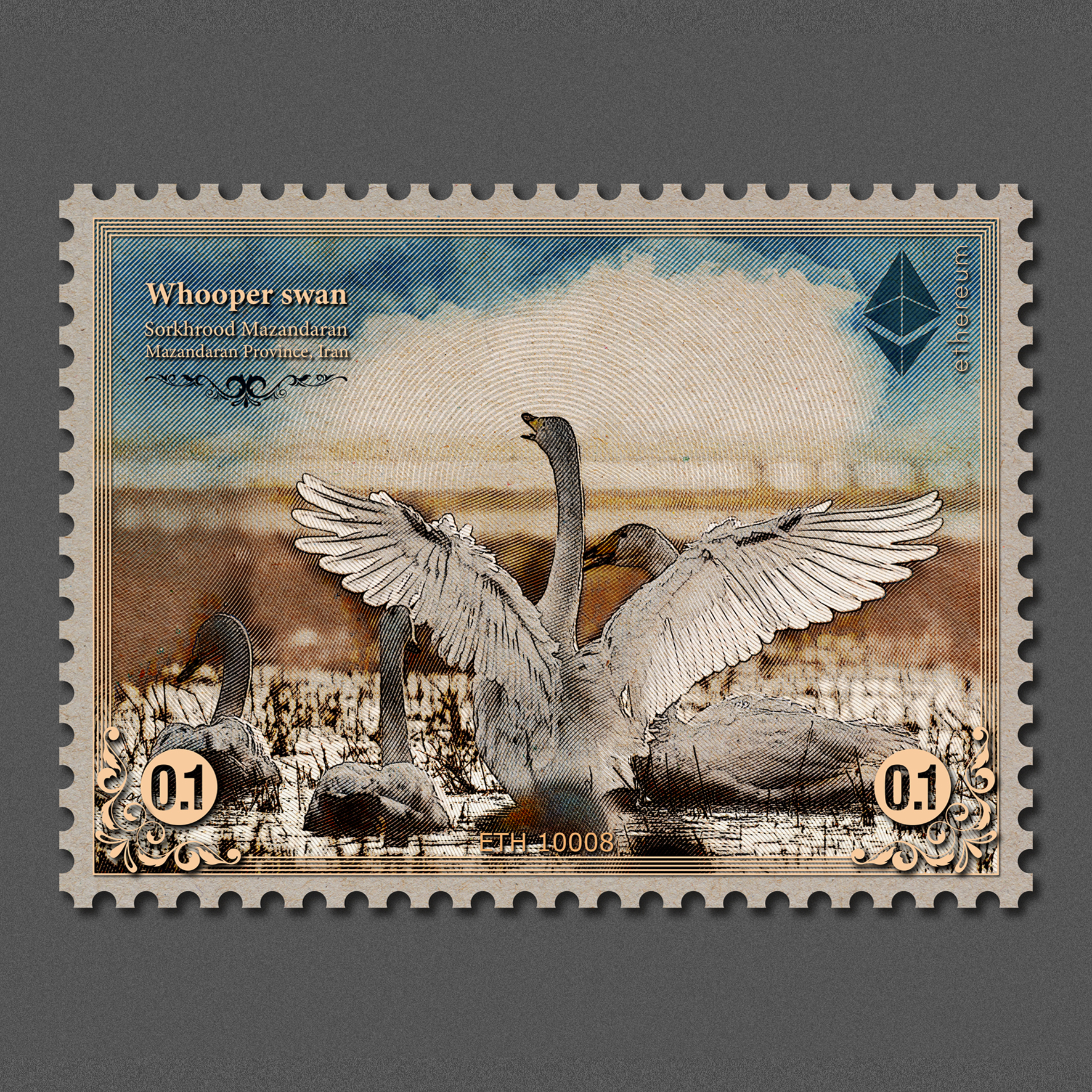 Whooper swan