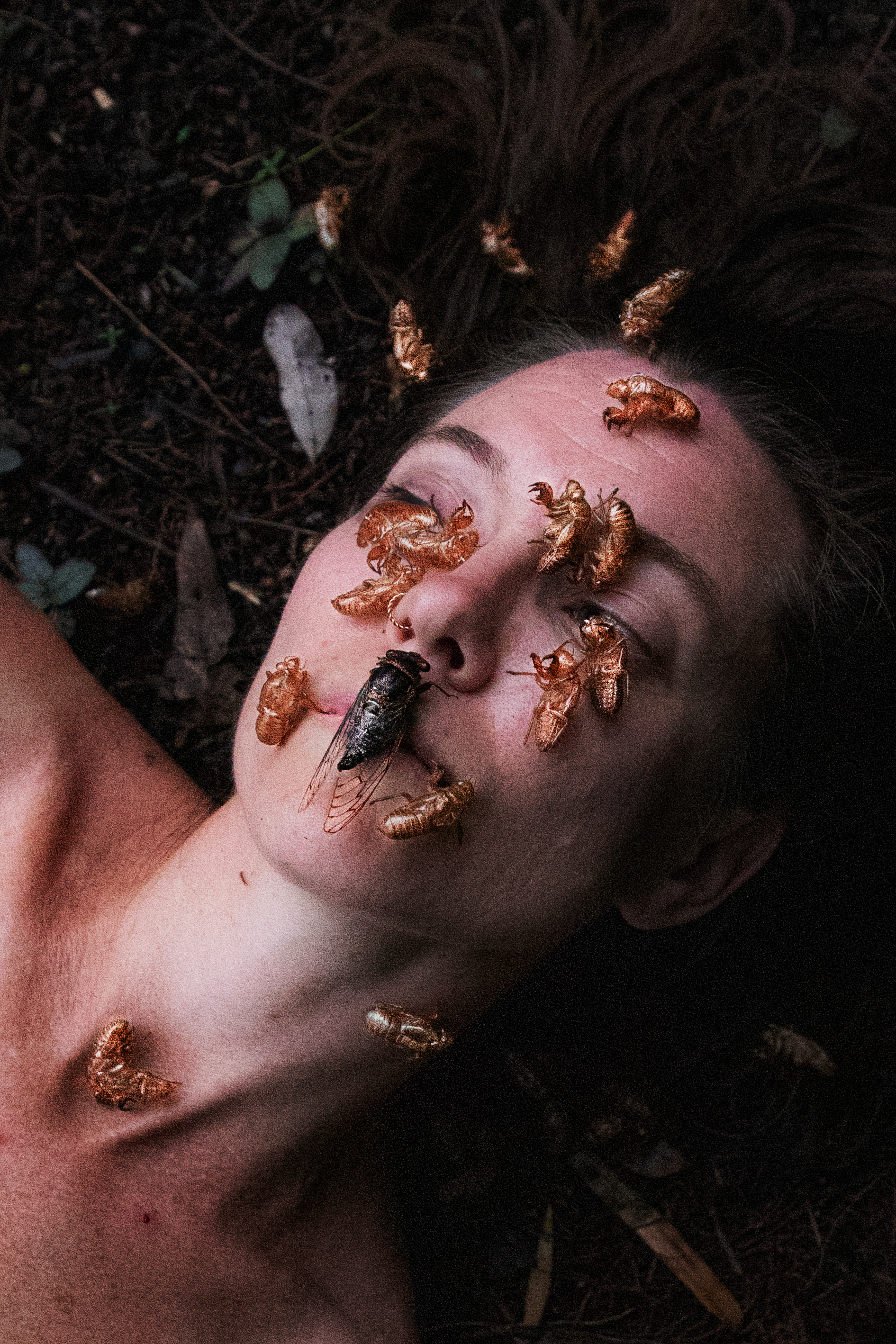 Cicadas