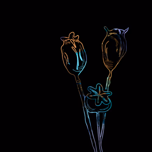 Dream Seeds