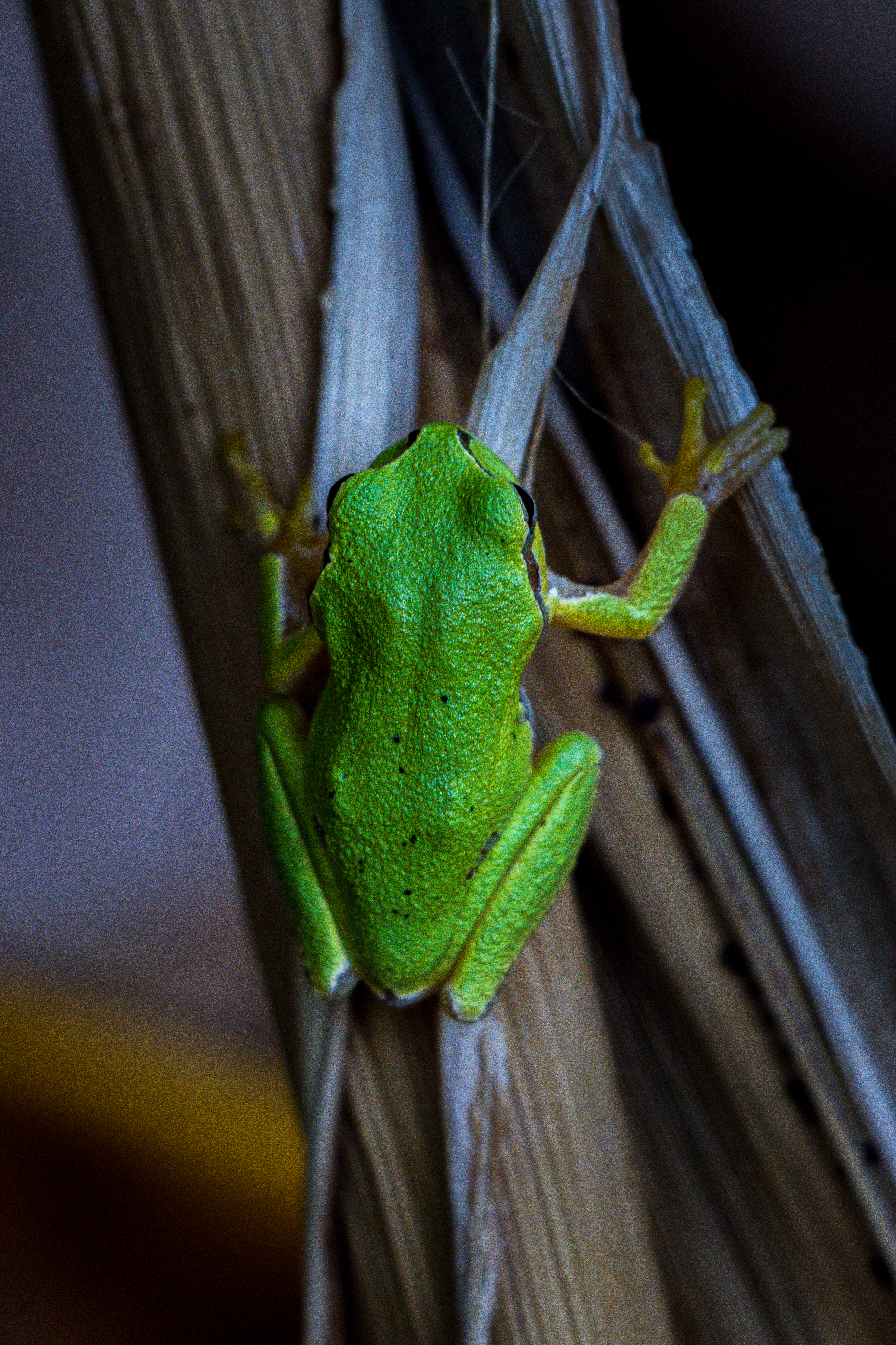 My backyard friend #47