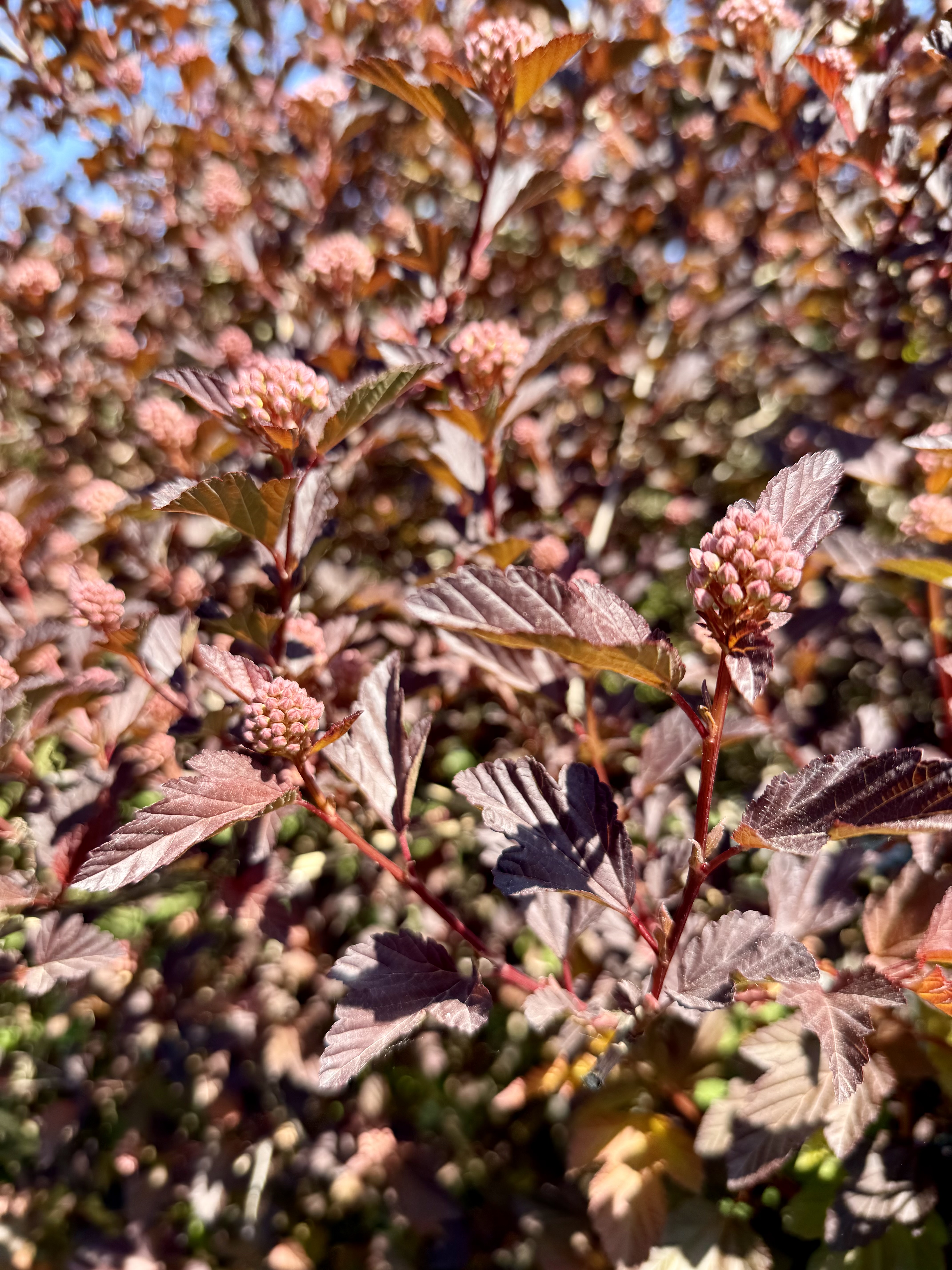 Floral burst #5