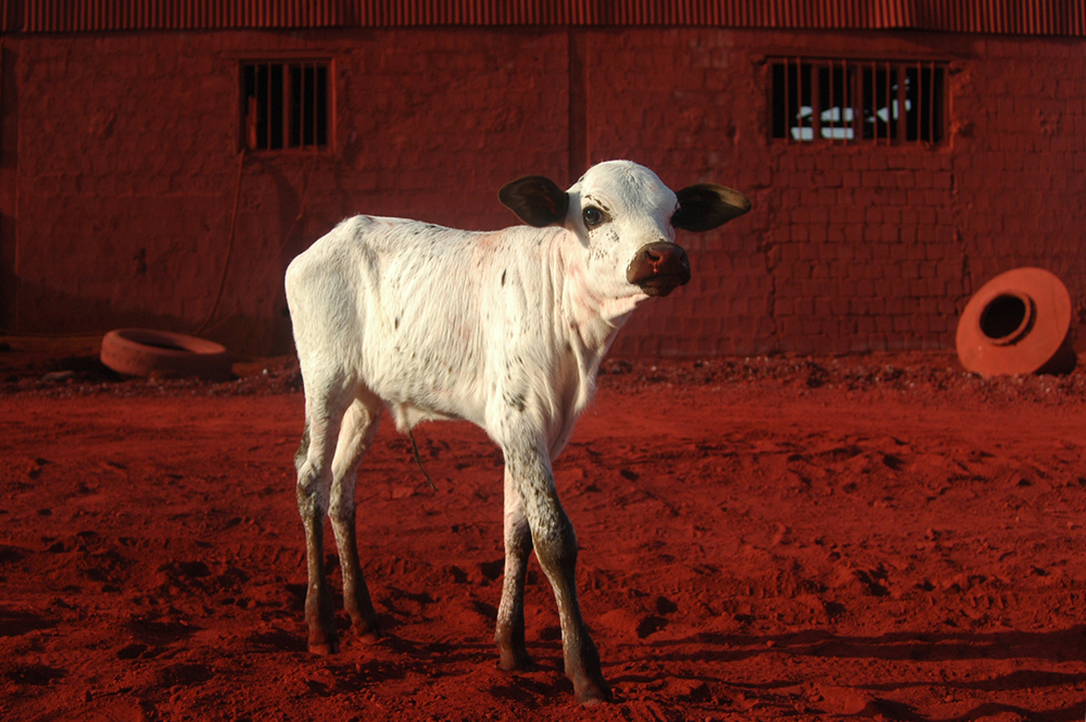 The Calf's Nightmare- Number One