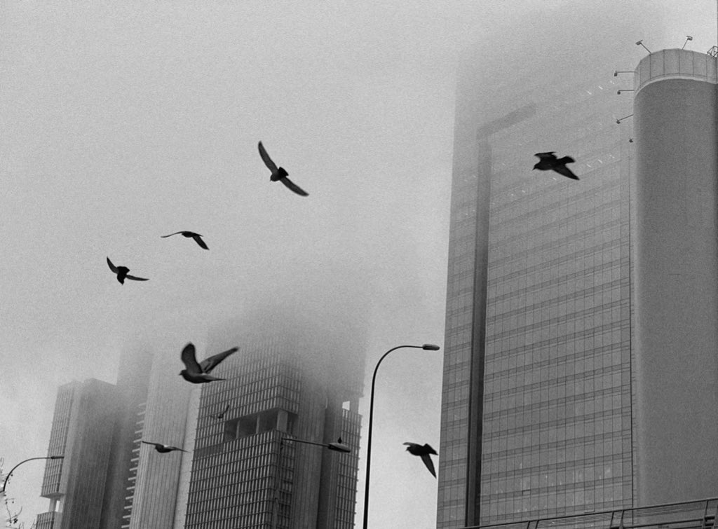 Fog