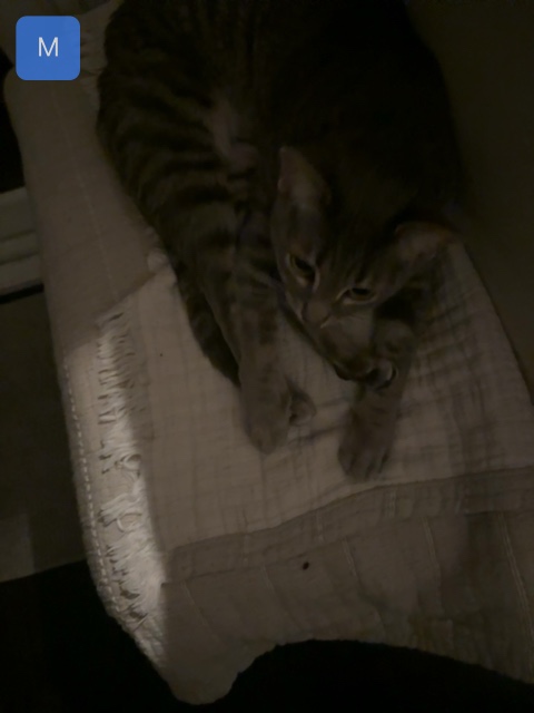 Cat pin