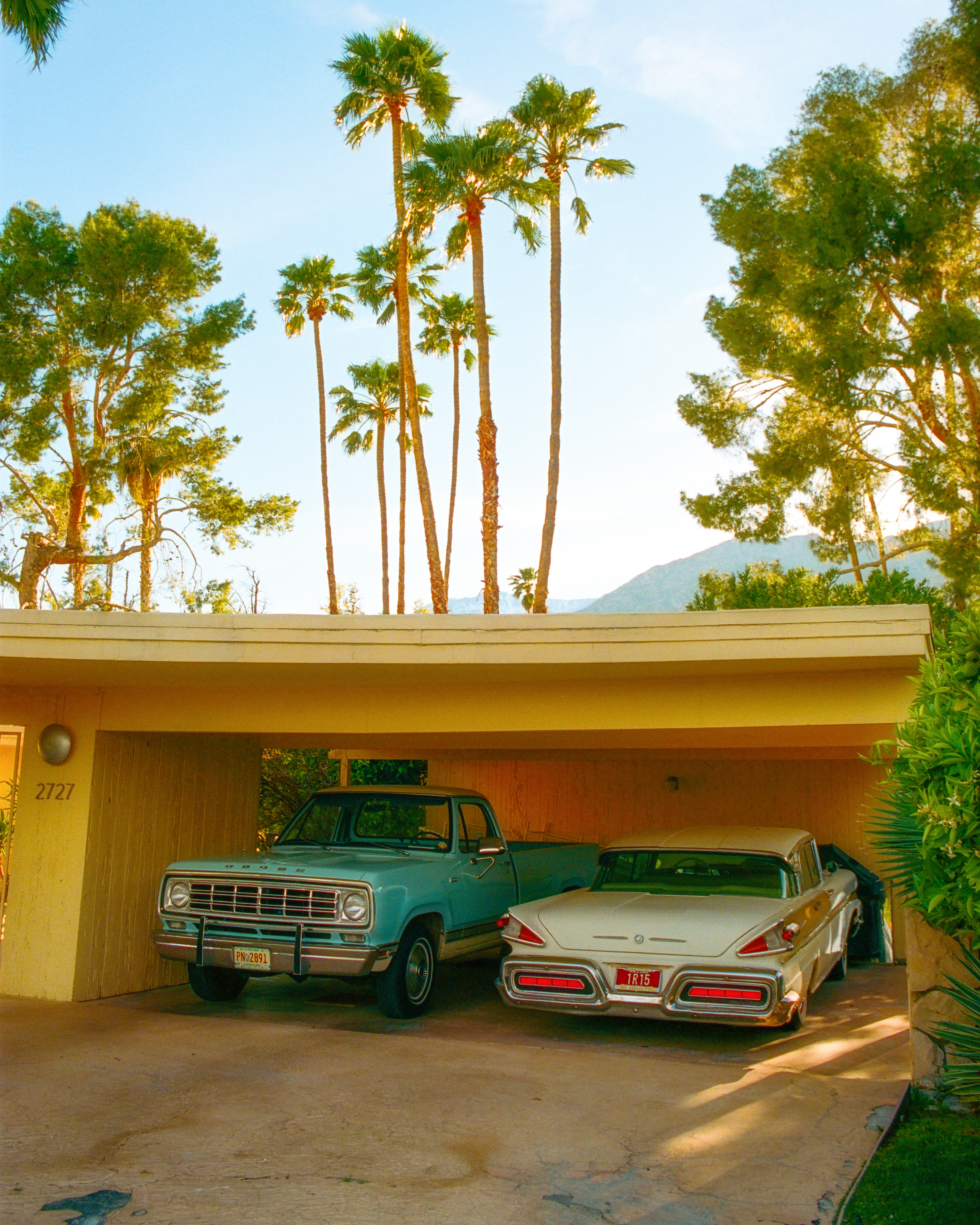 Under the Palms