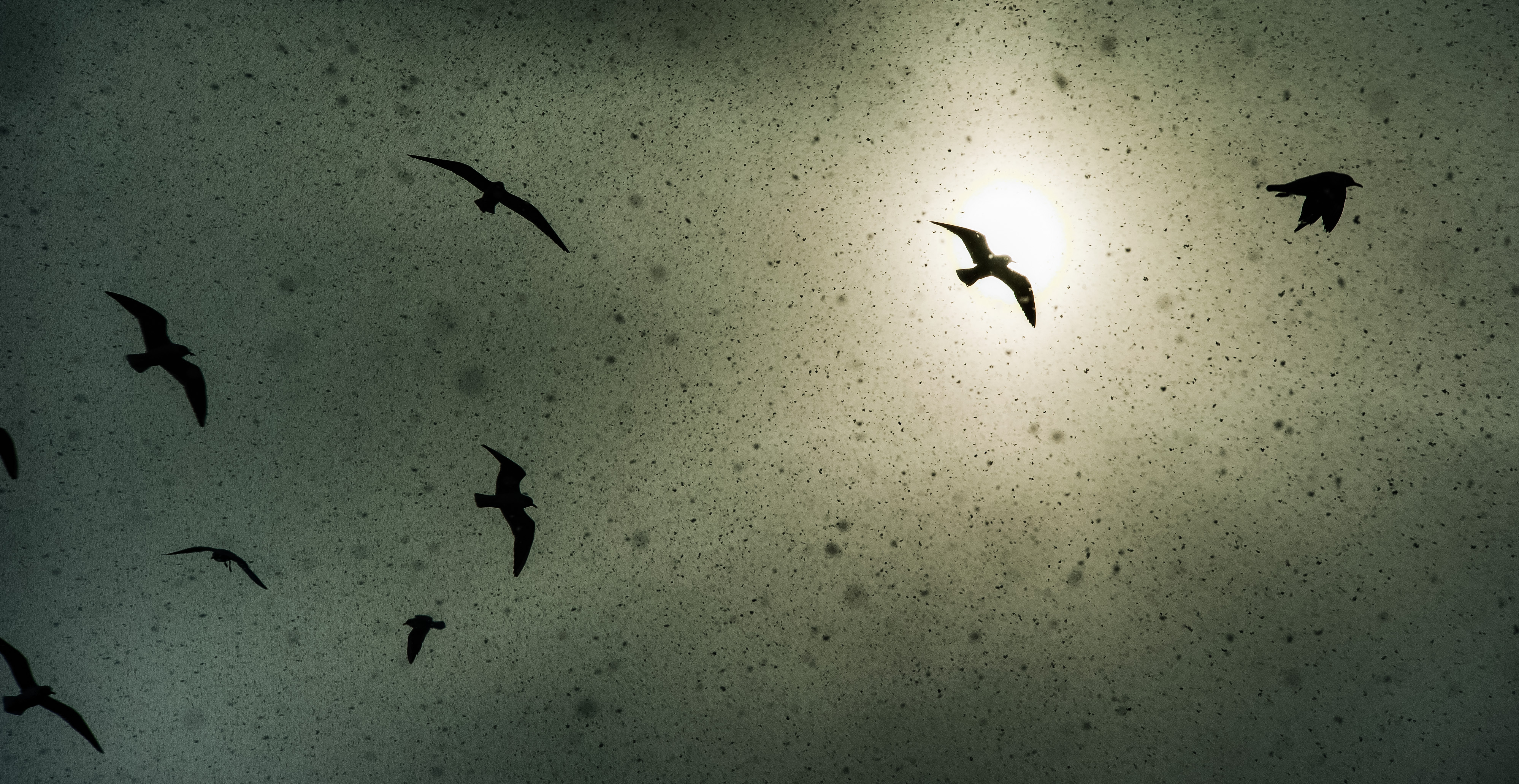 Snow Birds