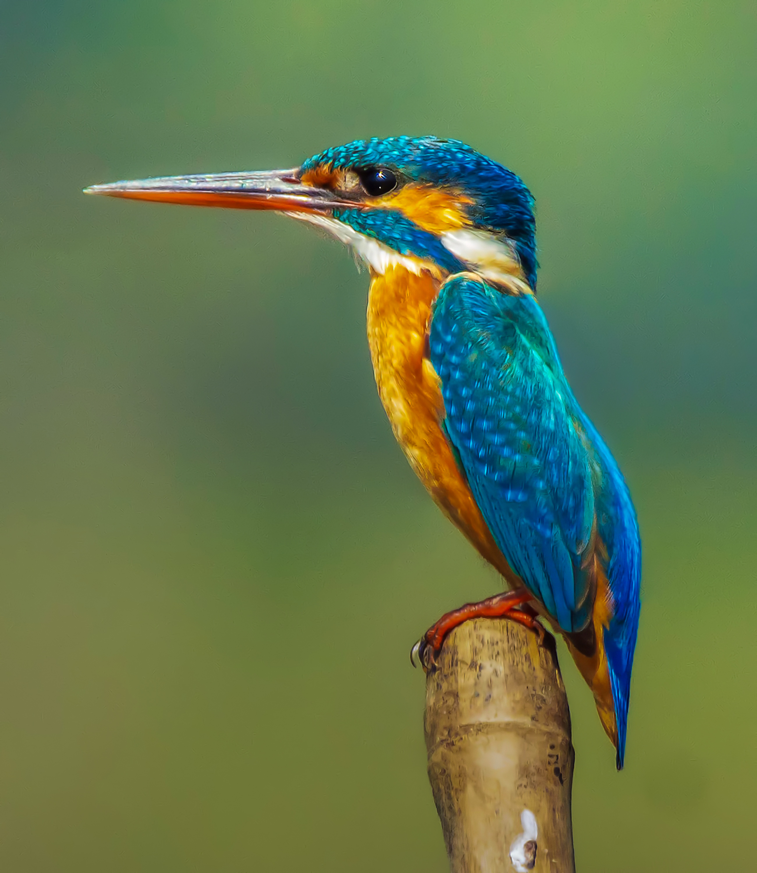 Common Kingfisher