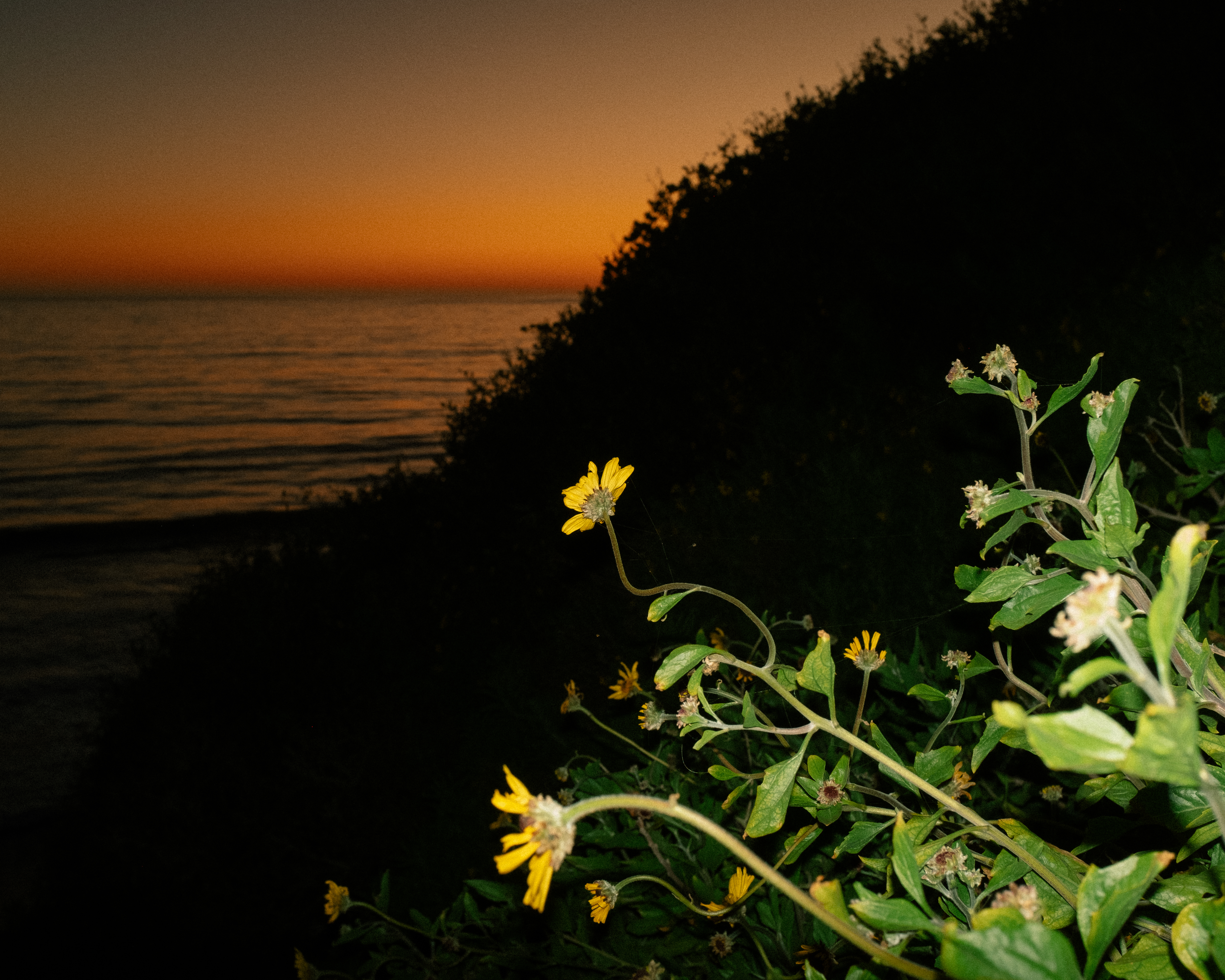Coastal Flowers