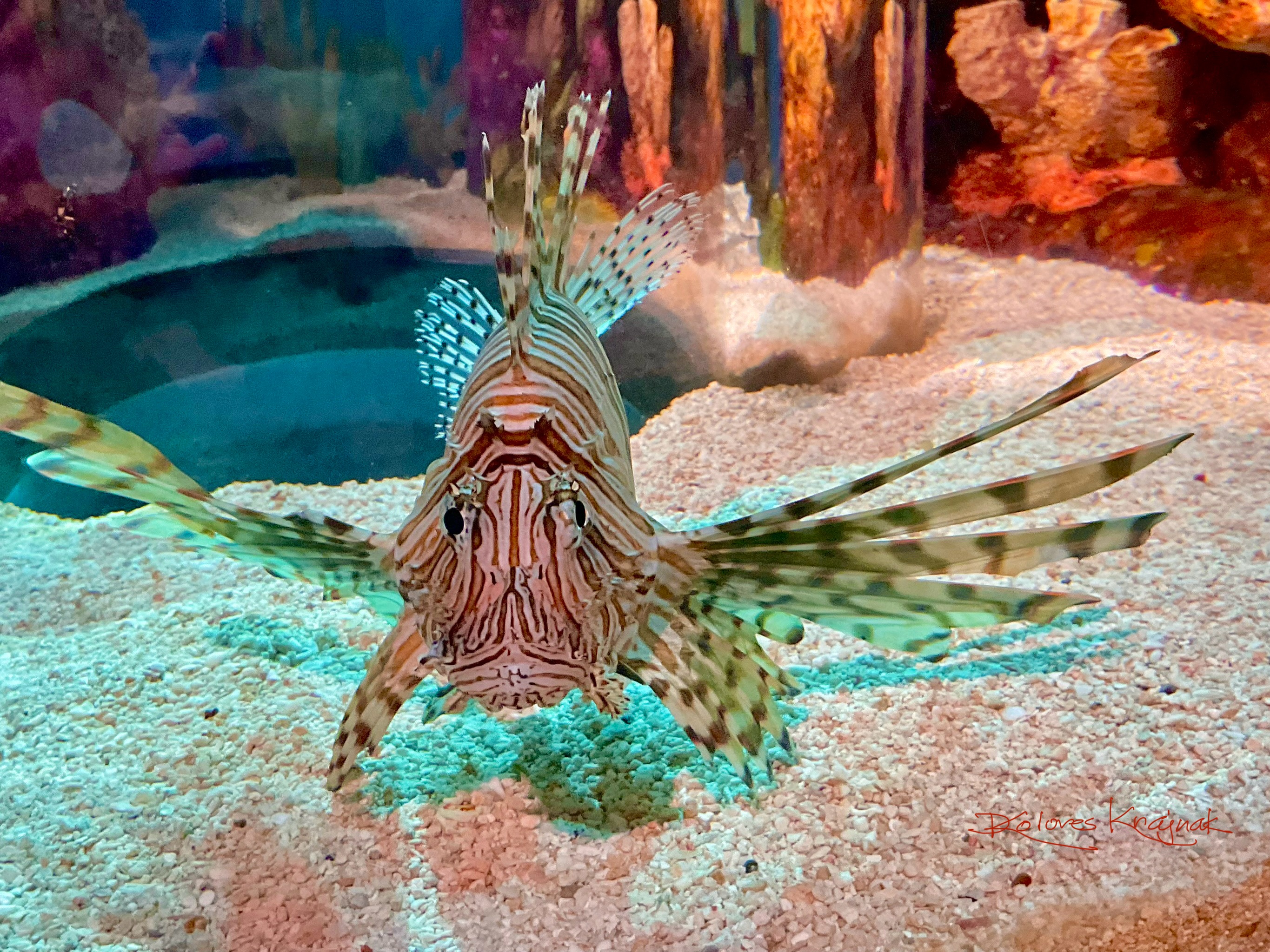 Mr Fish #10