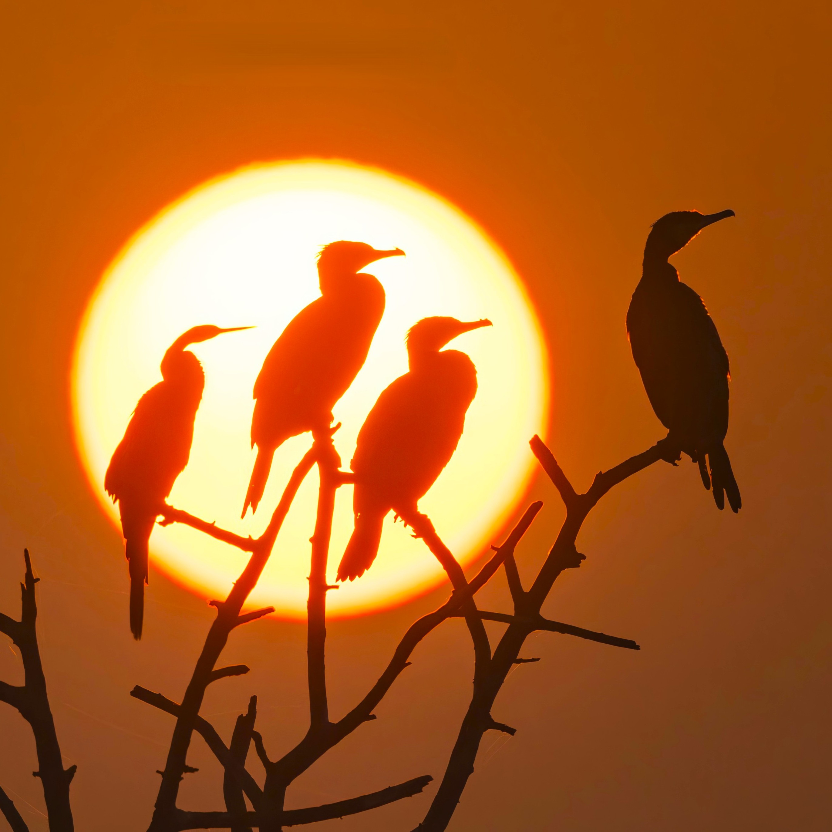 Sunset Conclave