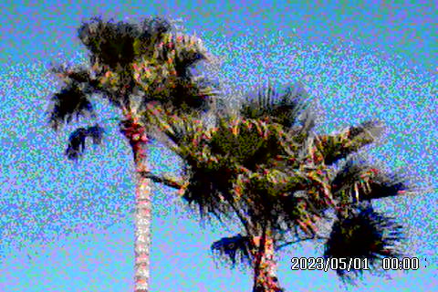 Fraternal Twin Palms