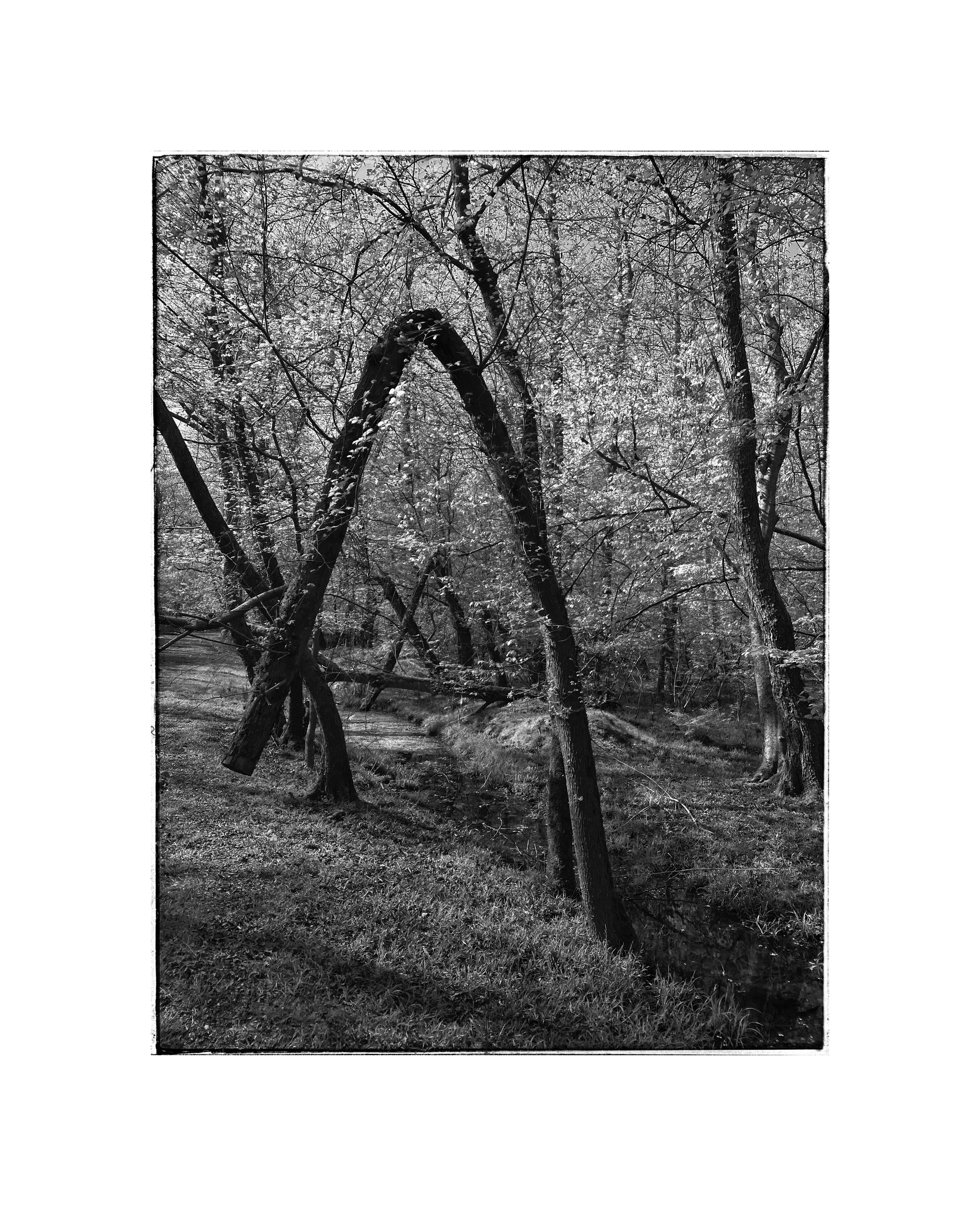 Trees 4Apr2025 #1
