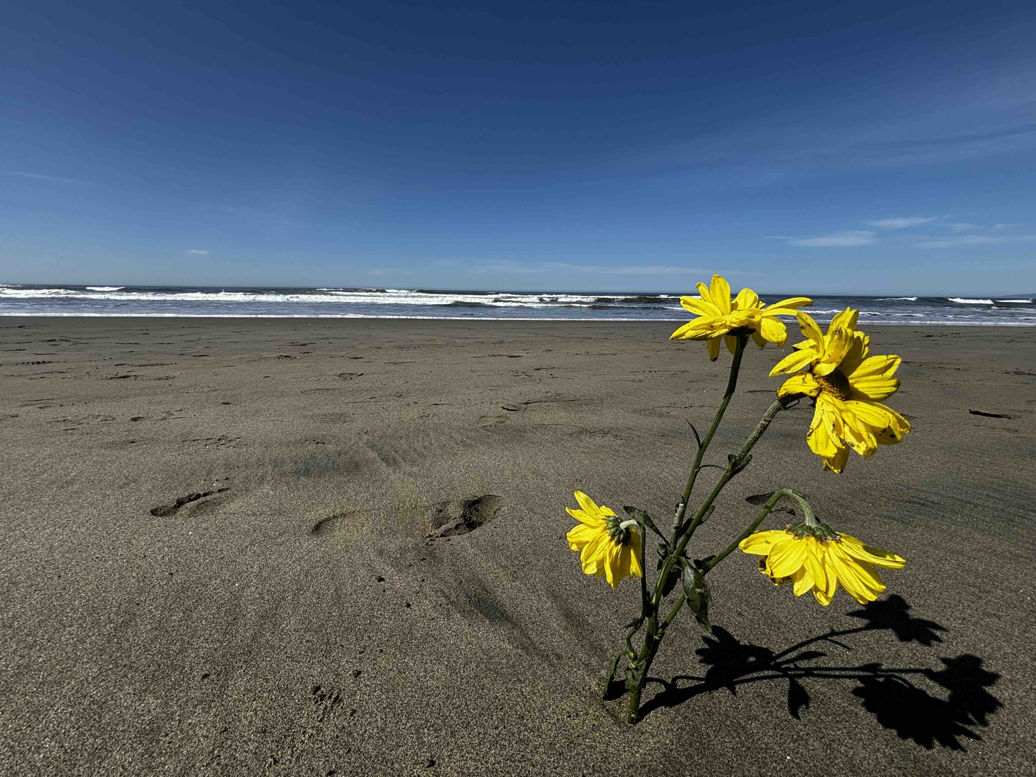 Beach flowers