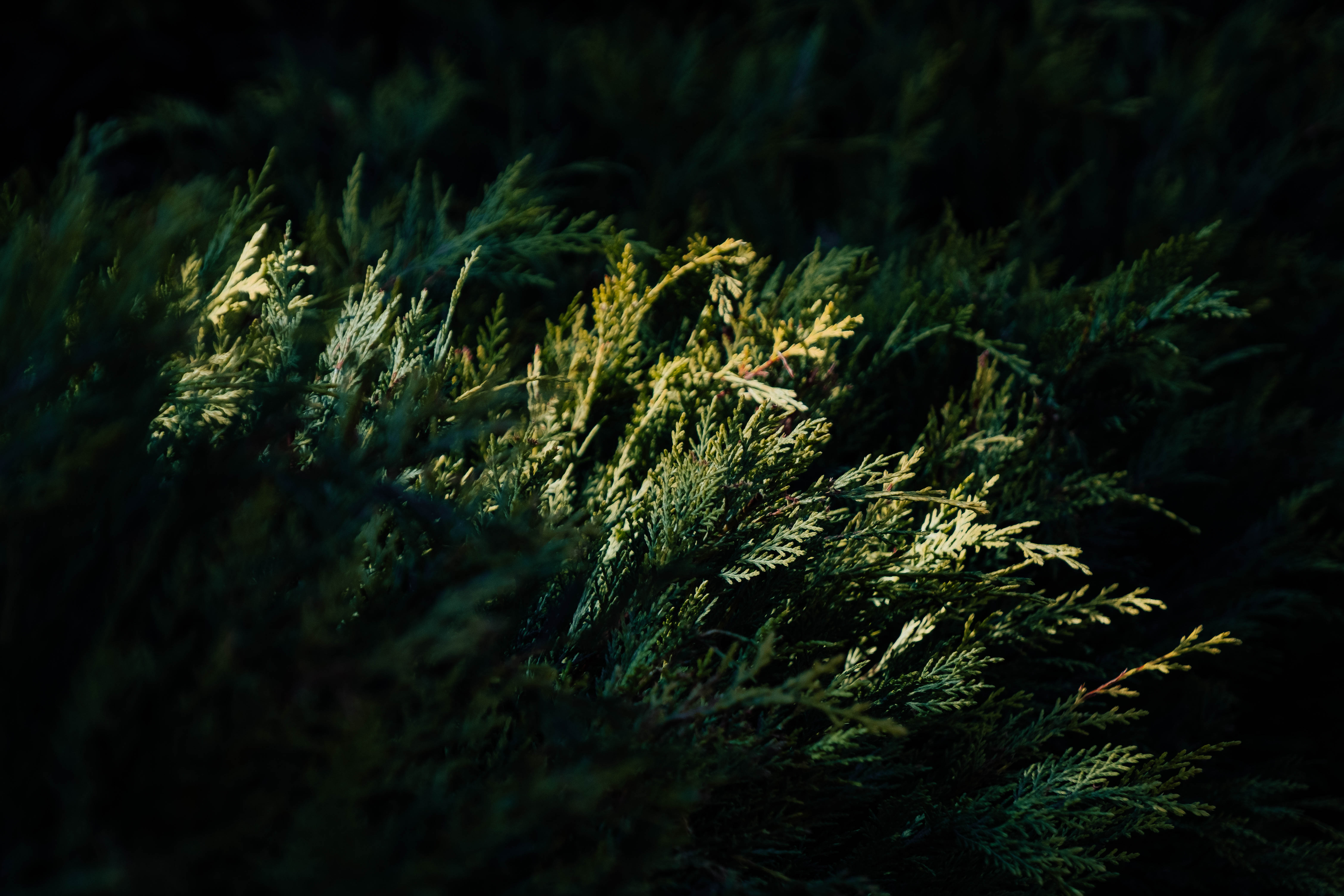Emerald Shadows