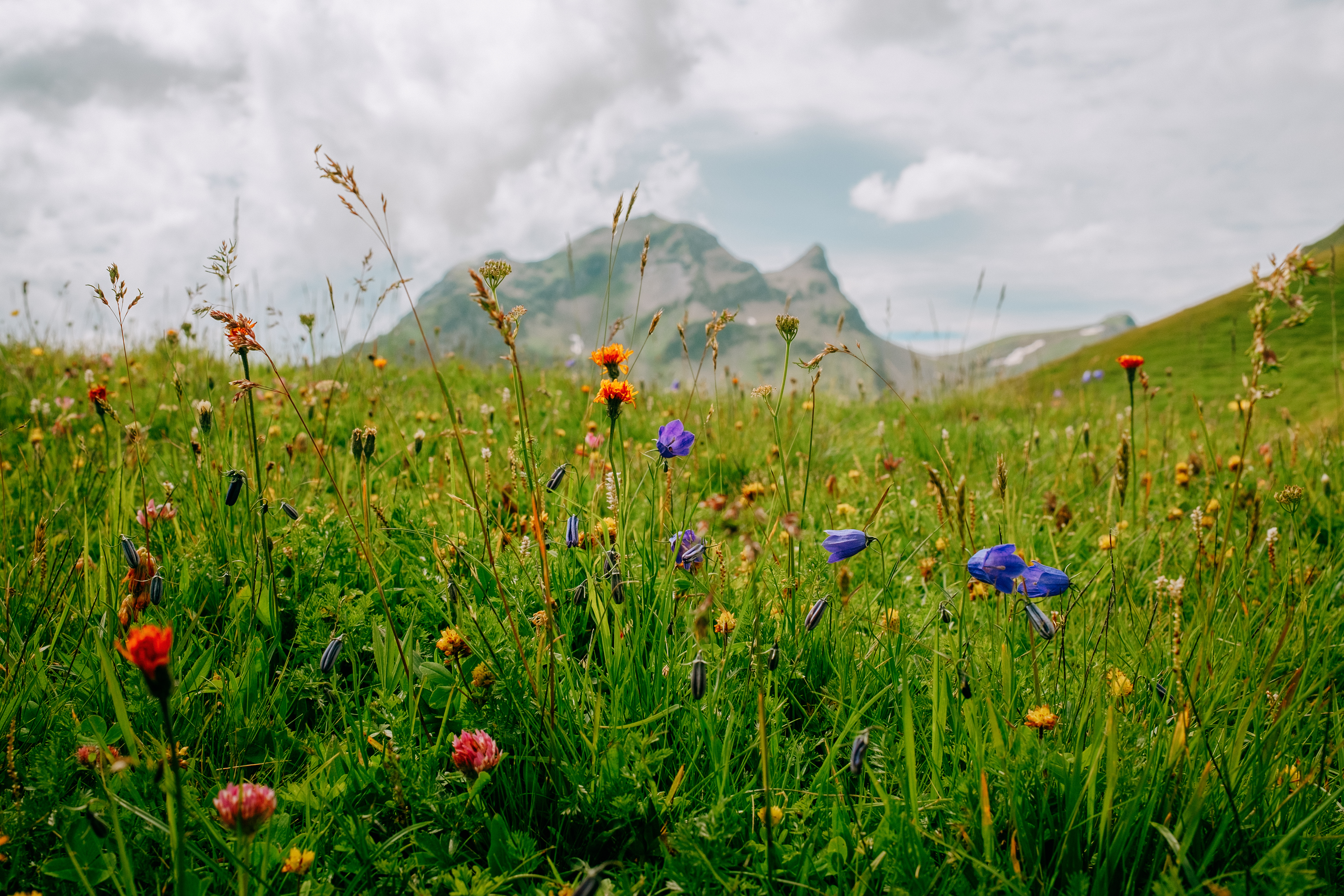Mountain grass #20