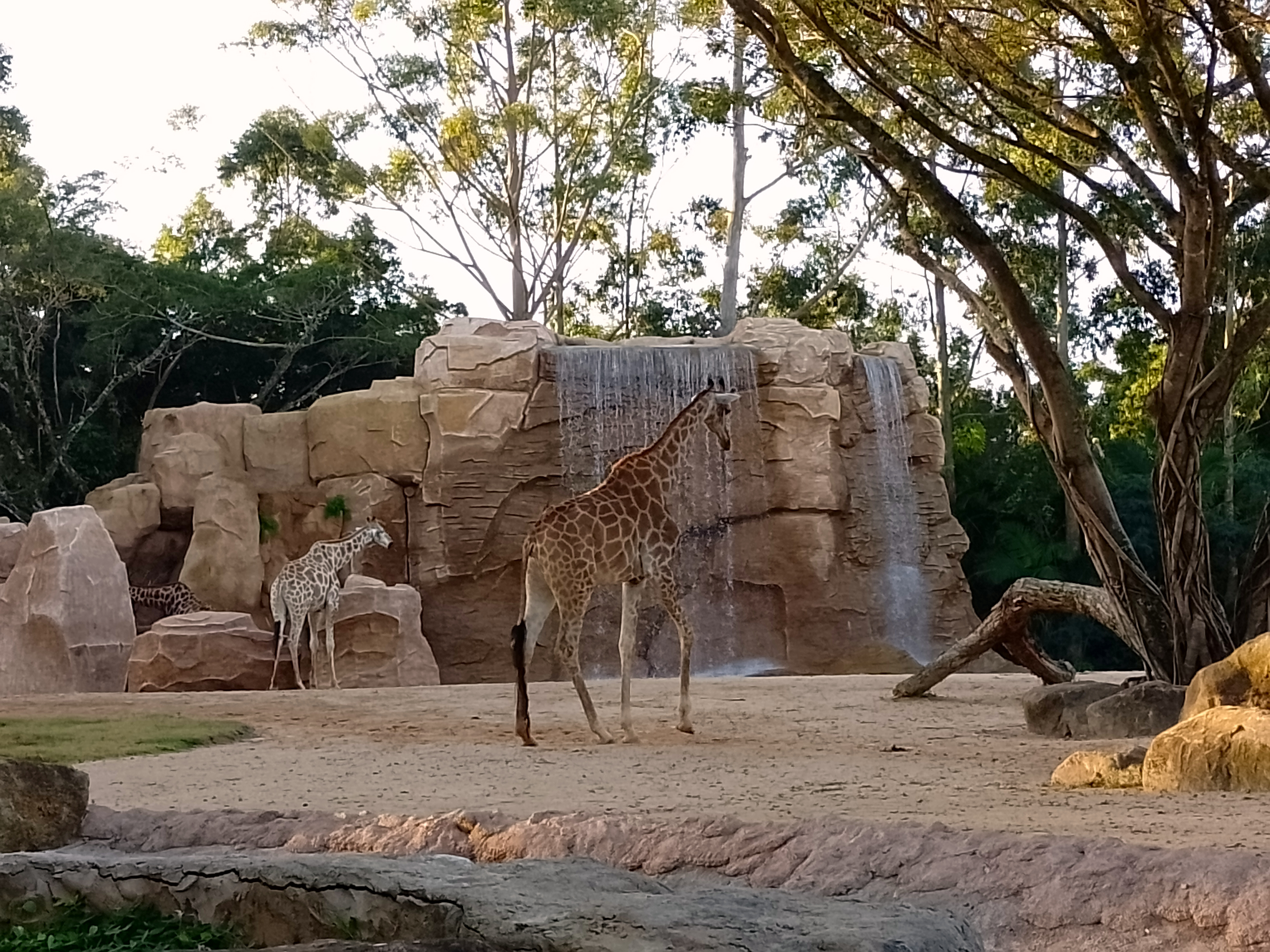 How many giraffes can you see?