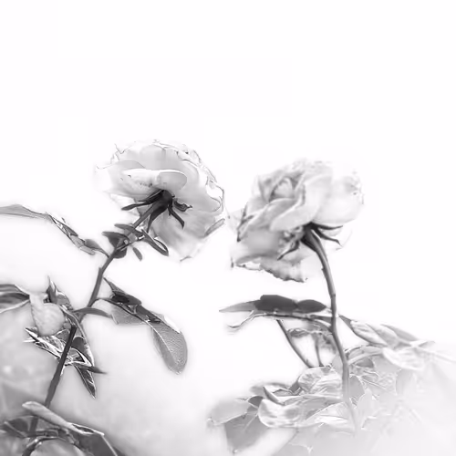 BW1