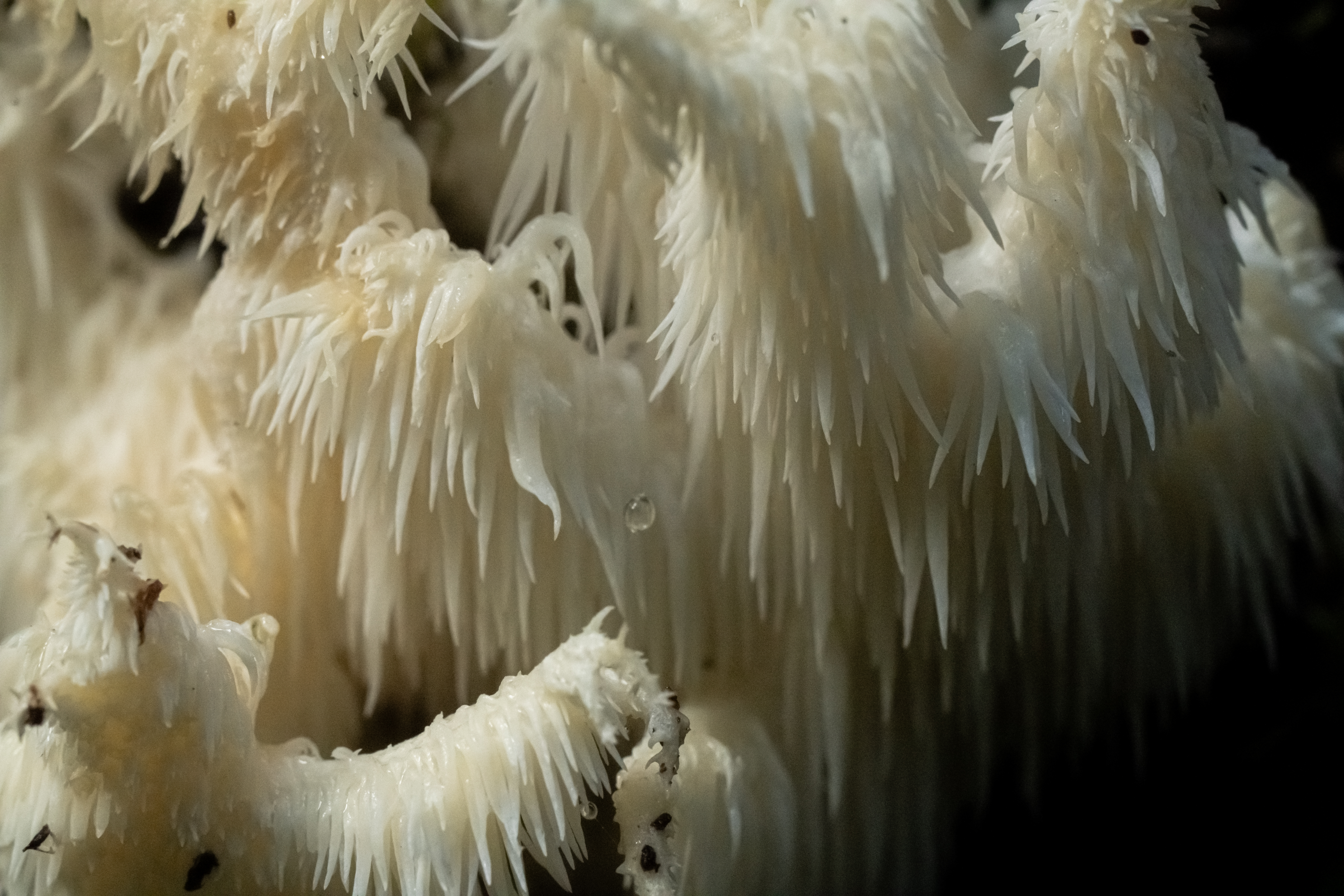 spookiest of the fungi