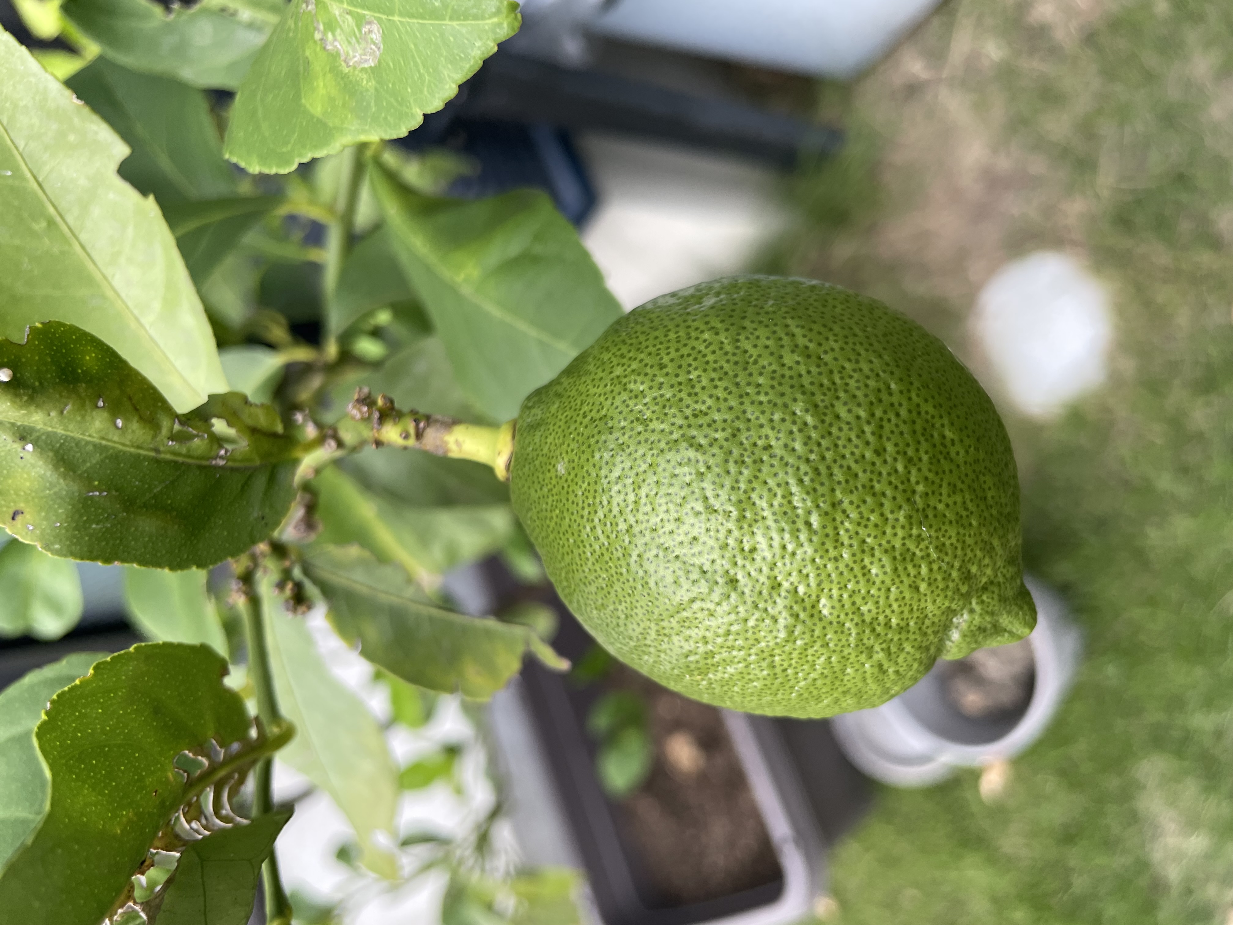 lemon #3