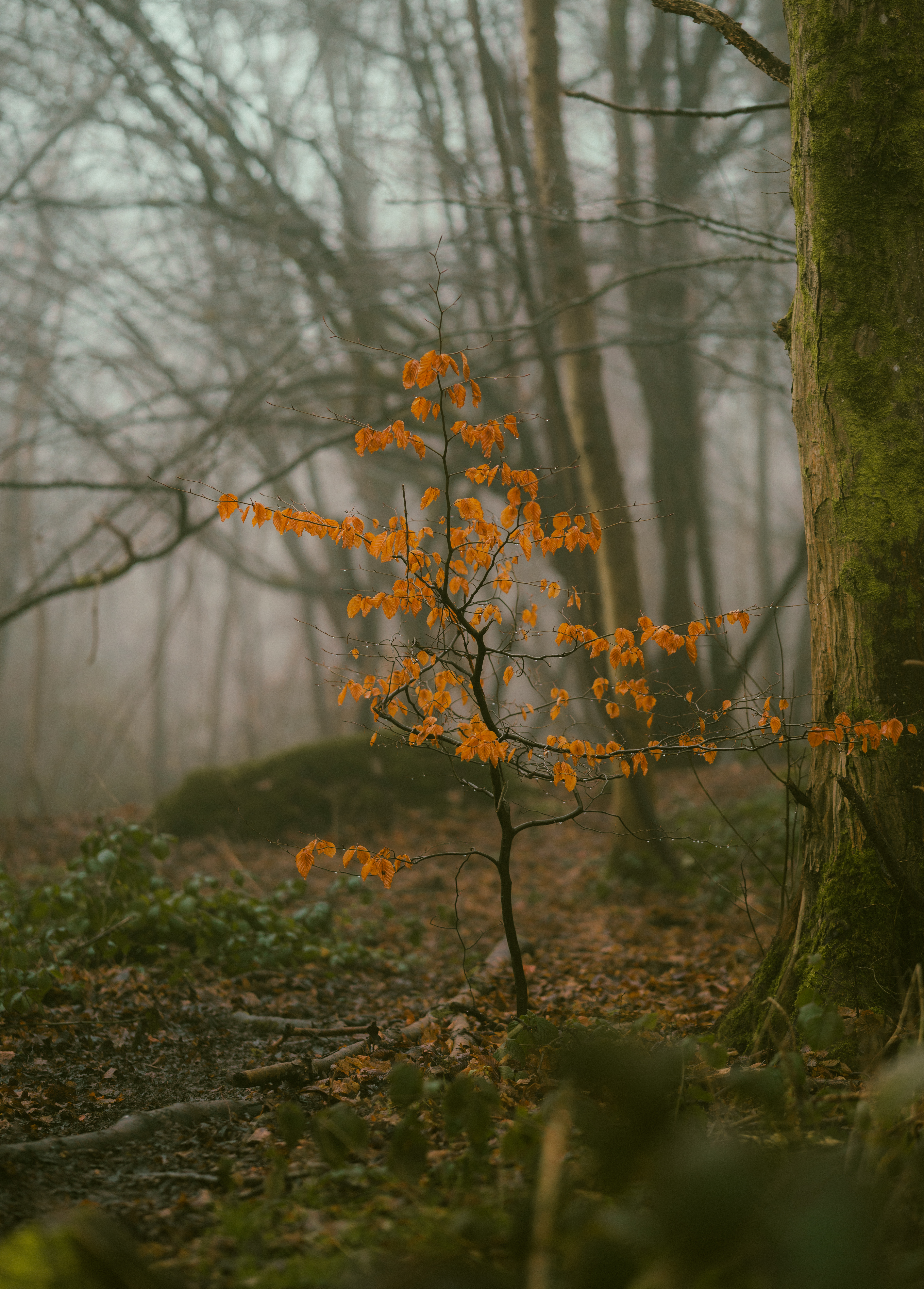 The last of autumn
