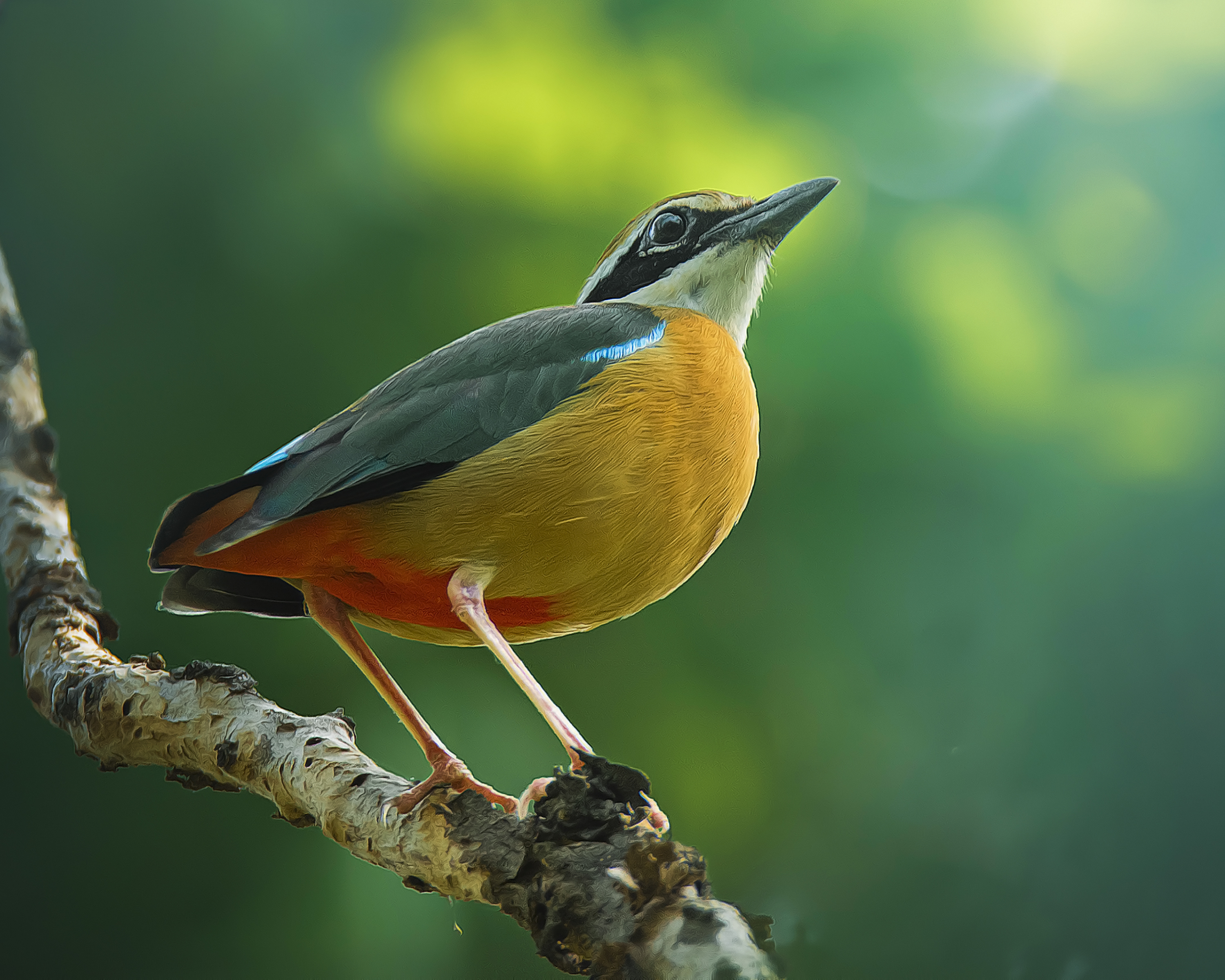 Indian Pitta